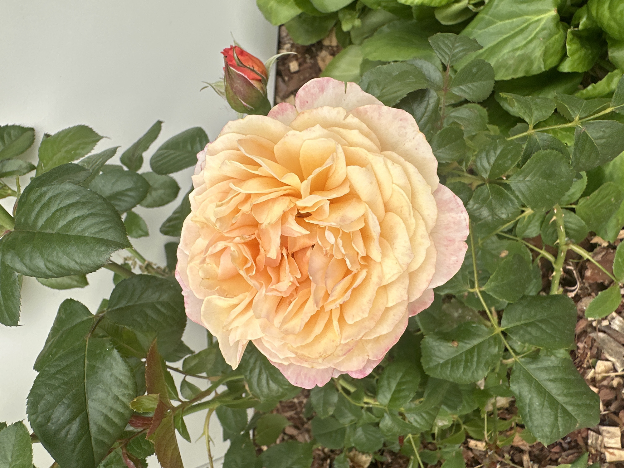 A close-up shot captures a fully bloomed peach-colored rose with delicate pink edges, its many petals unfurling in a layered spiral. To the right of the rose, a small, vibrant red rosebud is visible, still tightly closed. The rose is surrounded by lush green leaves and thorny stems, some of which are a reddish-brown. In the background, a plain white wall provides a clean contrast to the natural elements. The ground beneath the plant is covered with mulch. No people are present in the image. The scene depicts a detail of a rose bush, likely in a garden setting.