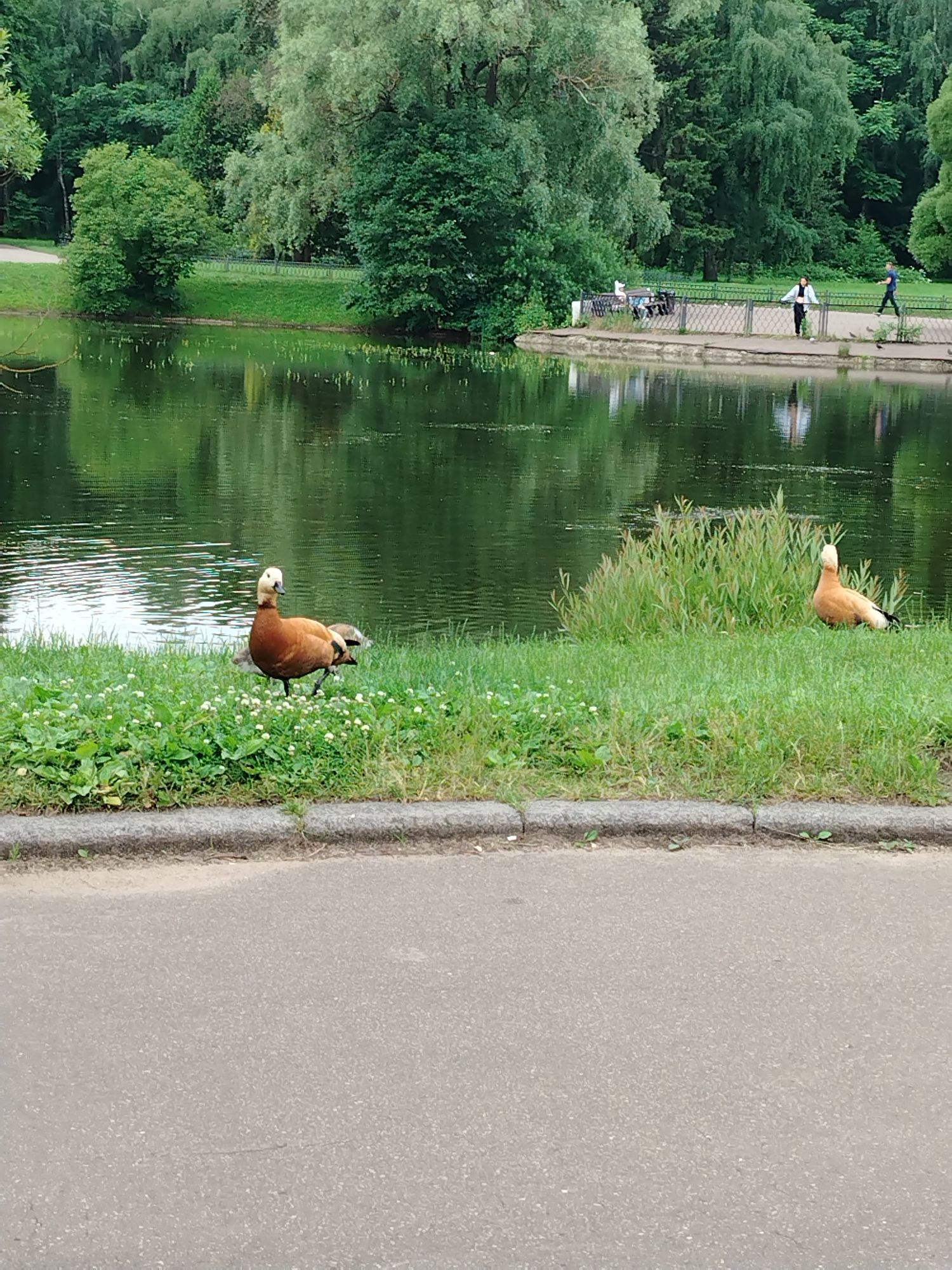 This media file depicts a serene park scene in Moscow, Russia, on what appears to be a partly cloudy day. The main subjects are two Ruddy Shelducks, characterized by their distinctive rusty-orange plumage and lighter heads. One duck is positioned on a grassy bank near the water's edge, facing left, while the other is further to the right, partially obscured by vegetation and facing away from the camera.
The setting is a tranquil park with a body of water, likely a pond or lake, reflecting the lush green trees that surround it. The water's surface is rippled, suggesting a gentle breeze. In the background, a paved walkway runs along the edge of the water, bordered by a metal fence. Several people are visible on the walkway, some strolling, others appearing to be gathered near a bench. Their presence adds a sense of activity to the otherwise peaceful environment. The grass in the foreground is dotted with small white wildflowers.
The overall mood is one of calm and natural beauty. The bright green of the foliage and the calm water contribute to a refreshing atmosphere. The presence of both wildlife and people suggests a popular recreational spot. The time of day appears to be daytime, possibly late morning or afternoon, given the lighting. No visible text is present in the image.