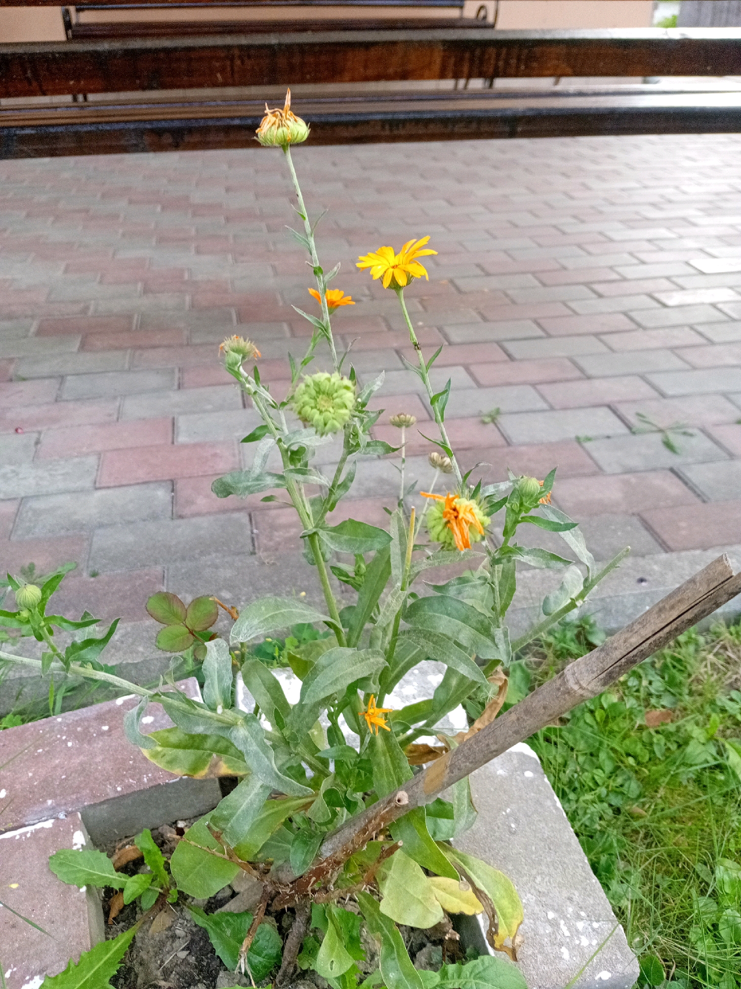 An outdoor, ground-level shot captures a flowering plant in a planter box, with a paved walkway and a wooden bench in the background. The plant has several buds and one fully bloomed yellow flower, along with some wilting orange petals. The planter box is made of concrete and bricks. The walkway is paved with rectangular bricks in a pattern of grey and reddish-brown. The wooden bench appears to be made of dark wood with metal supports. The environment suggests a park or public outdoor space. The scene is set in Tiachiv, Ukraine.