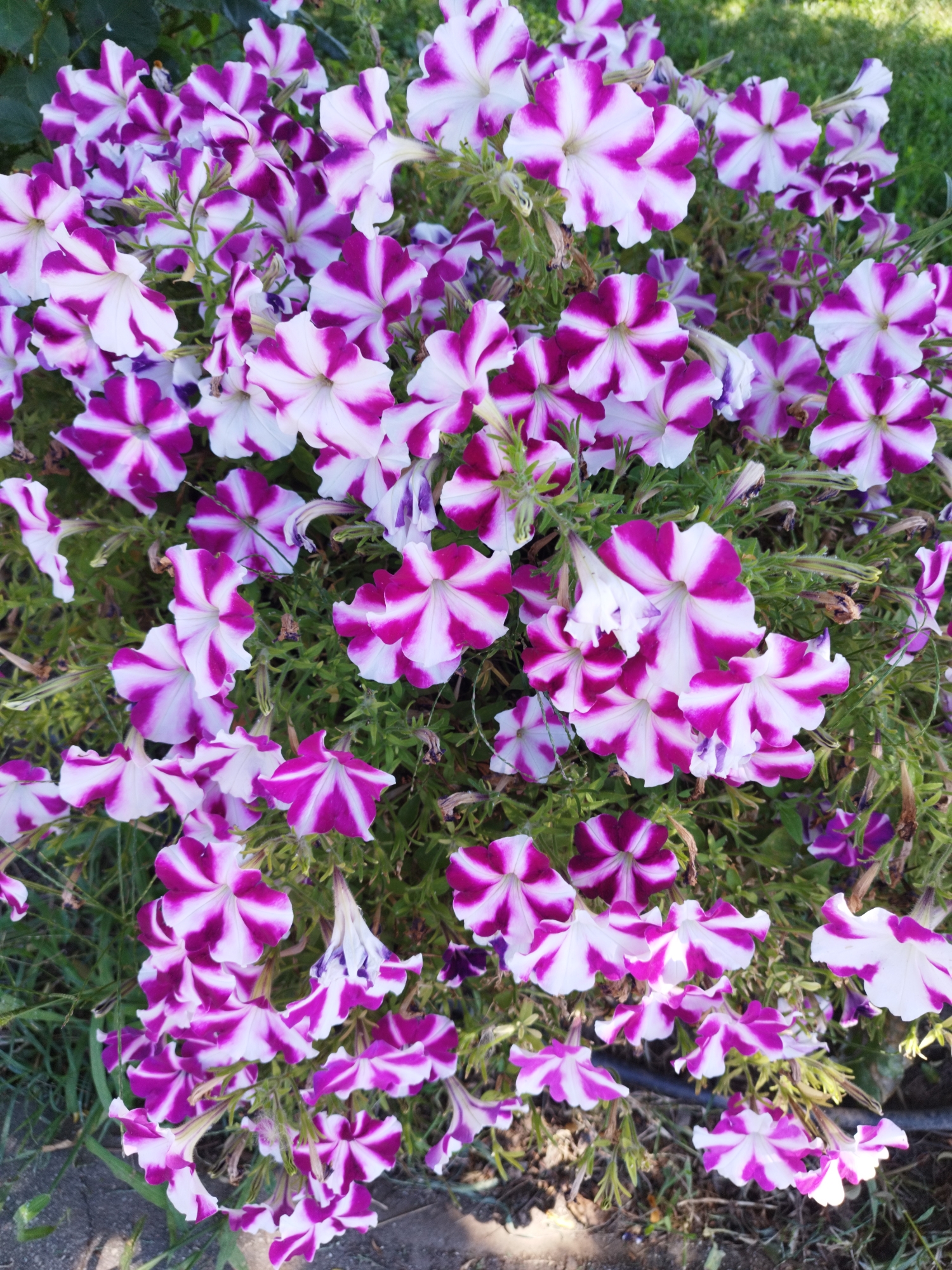 This image shows a close-up of a dense cluster of blooming petunias. The flowers are predominantly white with striking purple or magenta stripes radiating from their centers. The petals are delicate and funnel-shaped, with some flowers fully open and others still in bud. The foliage is a vibrant green, forming a lush backdrop for the colorful blooms. The scene is likely outdoors, given the presence of green grass and what appears to be a paved surface at the bottom edge of the image, suggesting a garden or park setting. There are no people or animals visible.
It is not possible to determine the specific location within Bucharest, Romania, based solely on this image.