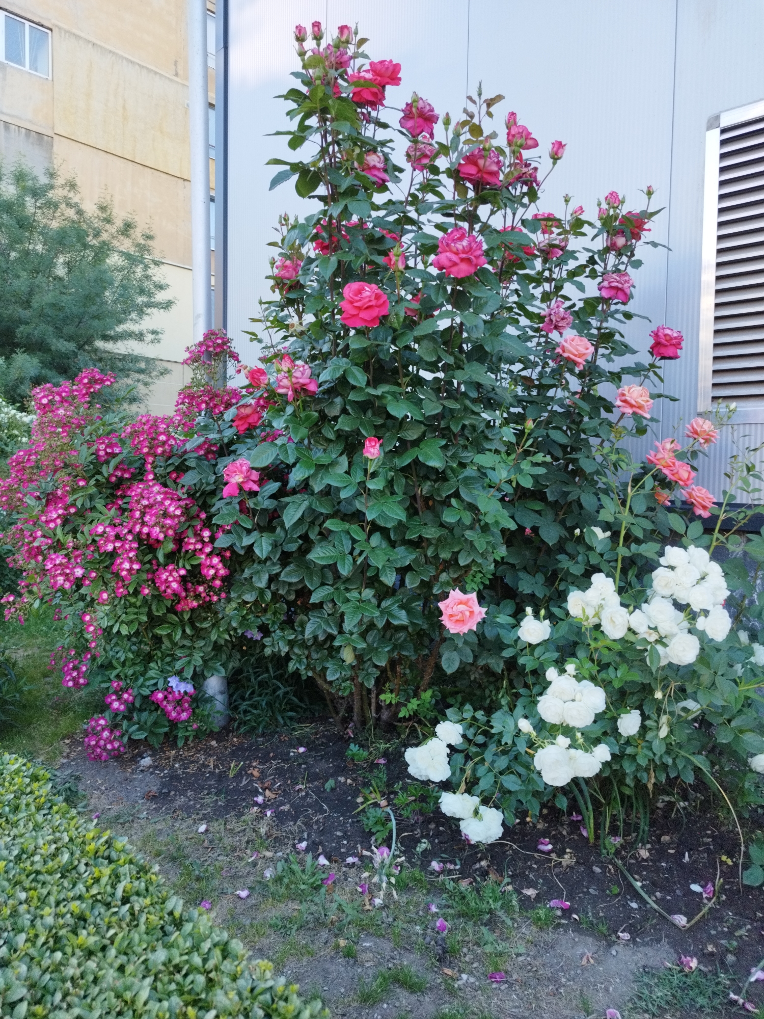 The scene is a garden bed outside a building in Sofia, Bulgaria. It contains several rose bushes of different colors: pink, red, and white. The rose bushes are planted in a soil bed with some fallen petals scattered around. To the left, there is a smaller bush with tiny pink flowers. In the background, there's a corner of a building with a white wall with ventilation slats and a beige wall. A tree is also partially visible.