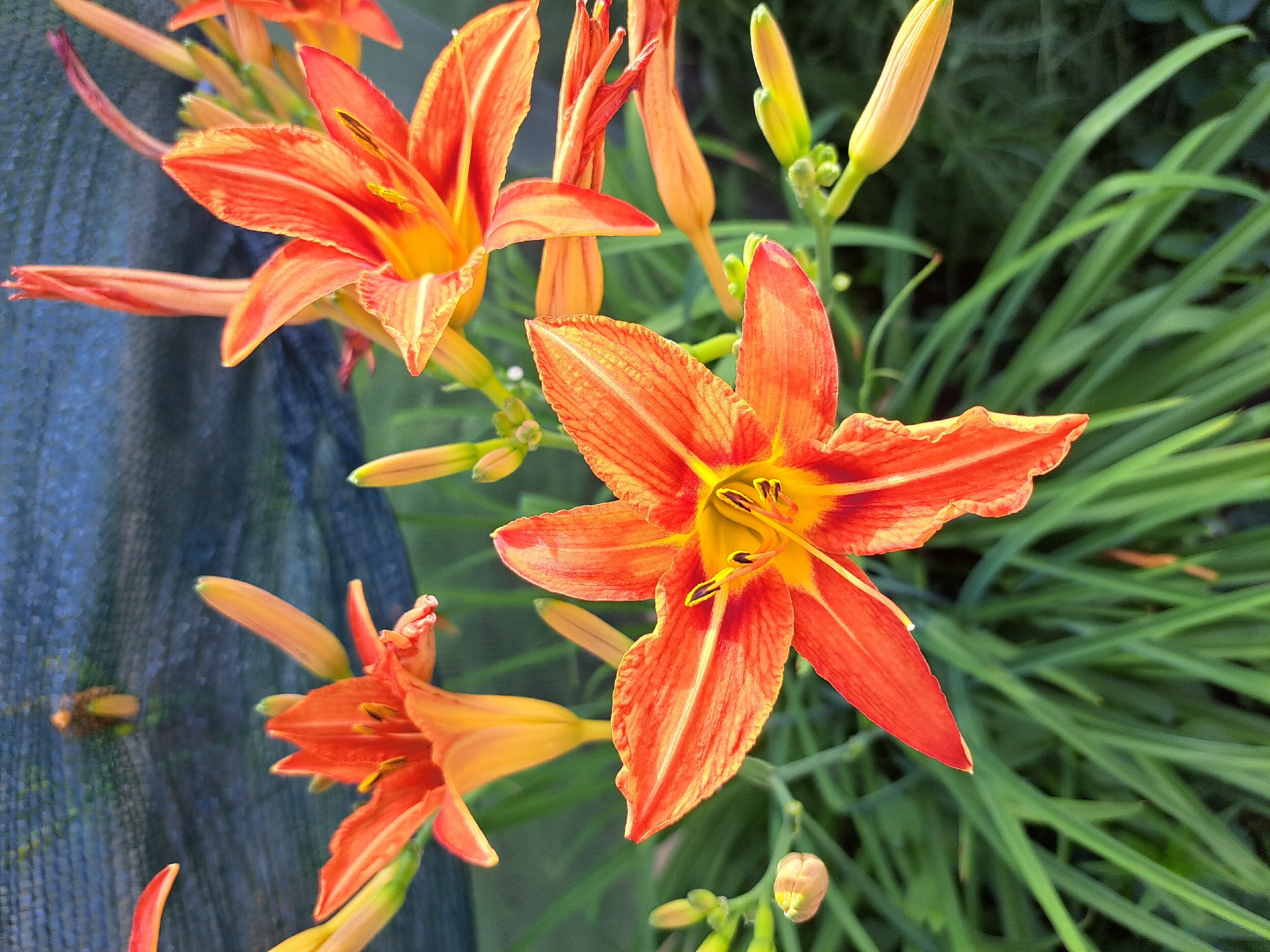In this close-up, top-down shot, several vibrant orange daylily flowers are in full bloom. The central flower, in sharp focus, displays six petals with a striking yellow center, adorned with prominent dark stamens. The petals have a delicate, ruffled edge and are marked with subtle darker orange striations. Surrounding this focal point, other daylily blossoms and buds are visible, some fully open and others still developing. The flowers are nestled amongst lush, green foliage, characteristic of a garden setting. In the background, a dark blue mesh netting is partially visible, suggesting it might be a protective covering for plants or a fence. The overall lighting suggests a bright, possibly sunny day. There are no people or animals present in the scene. The location in Chernetsk, Russia, indicates this is likely an outdoor garden or park.