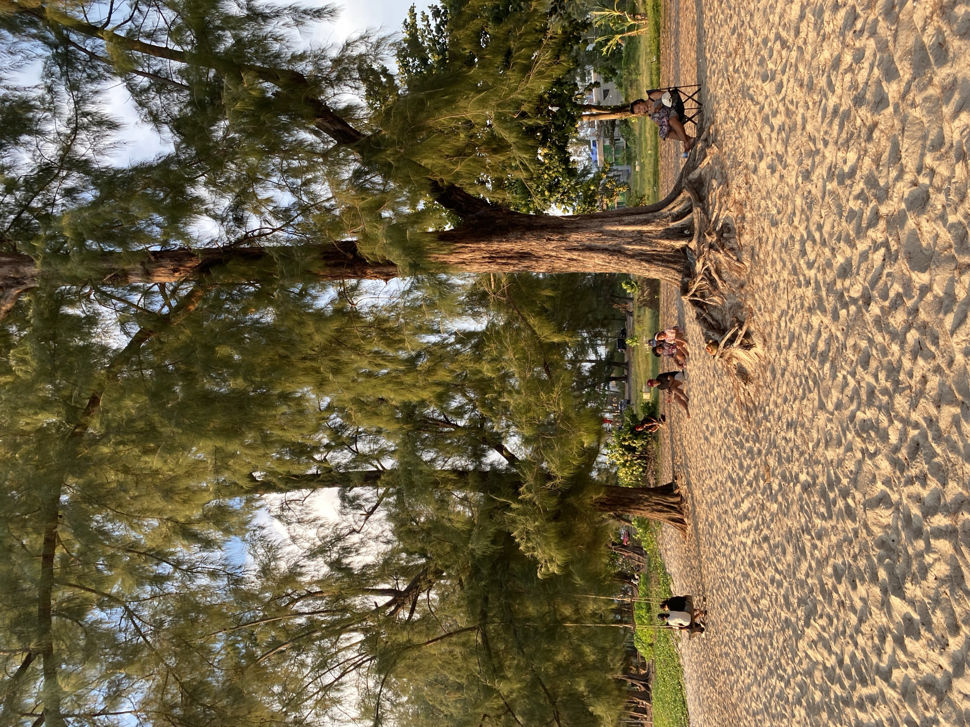 The image captures a serene beach scene in Choeng Thale, Thailand. The foreground is dominated by textured sand with patterns of light and shadow. A row of tall, evergreen trees with dense, needle-like foliage lines the edge of the beach, casting shadows on the sand. In the distance, several people are relaxing under the trees. One person is sitting in a folding chair. Two or three people sit in the sand. The sky is partially visible through the trees.