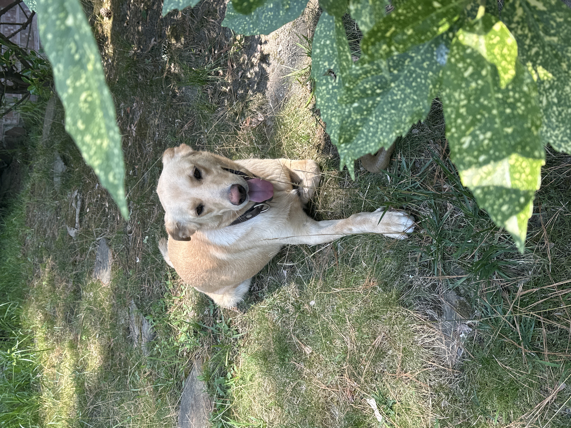 A light brown dog with its tongue out lies on a patch of grass in a garden. The dog is wearing a dark collar. Lush green foliage is visible in the foreground and background. The ground is covered in grass, with some dry leaves and twigs scattered around. The scene is dappled with sunlight and shadows, suggesting it is daytime. There are no people or buildings visible in the image, and no specific landmarks are identifiable that would allow for pinpointing a location within Sochi, Russia.