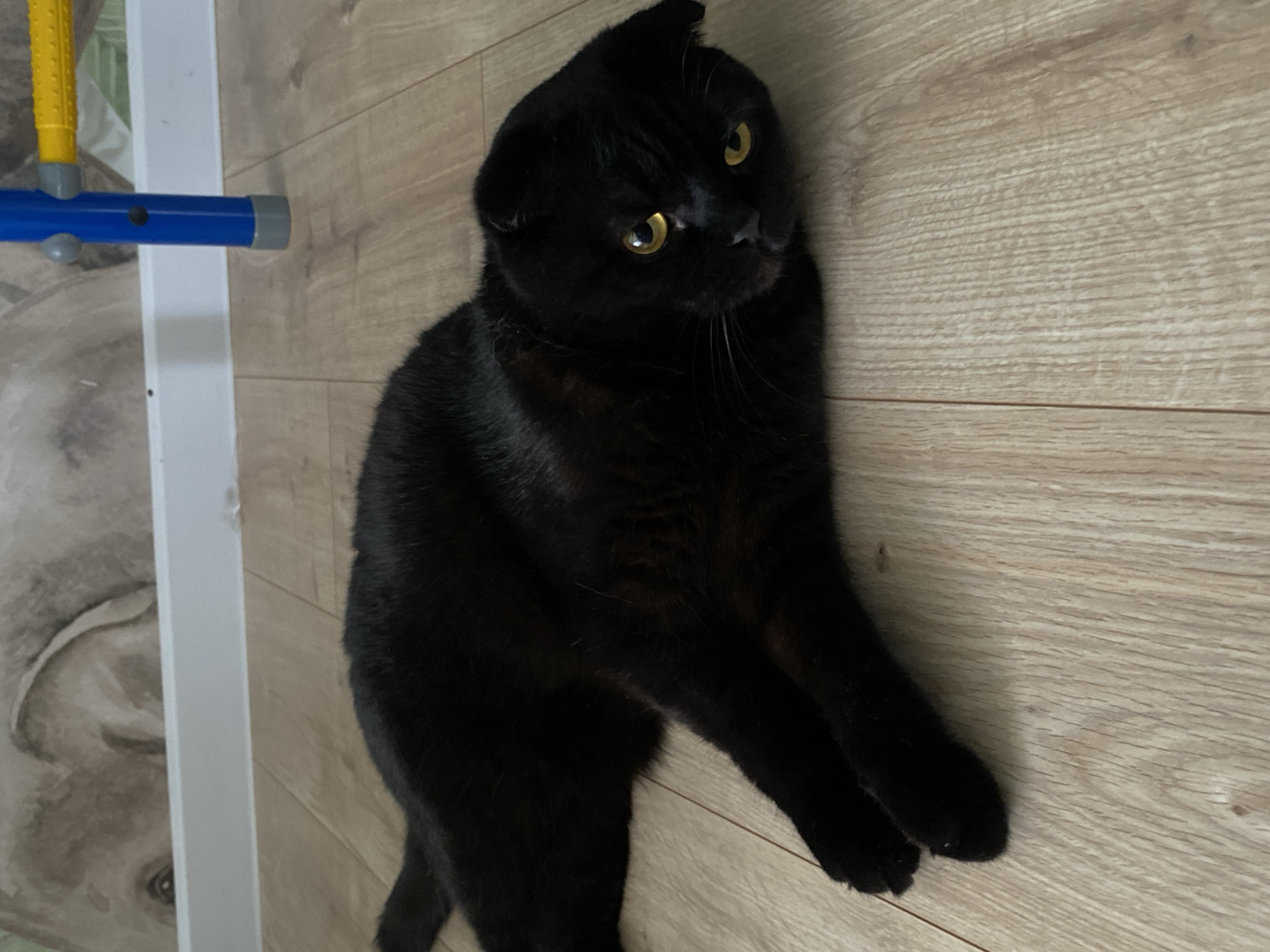 The scene is set indoors within a residence in Chaikovsky, Russia. A black cat with prominent yellow eyes and distinctly folded ears is lying on a light-colored laminate floor, extending from the lower left to the upper right of the frame. The cat's head is turned towards the viewer, with its body stretched out. Behind the cat, a white baseboard runs horizontally across the lower wall. Above the baseboard, the wall is adorned with light-toned wallpaper featuring an indistinct large animal, possibly an elephant, visible on the left side. To the right, a vertical blue plastic structural component, likely part of a children's play equipment, stands on the floor, with a yellow horizontal bar extending from it further right, partially visible.