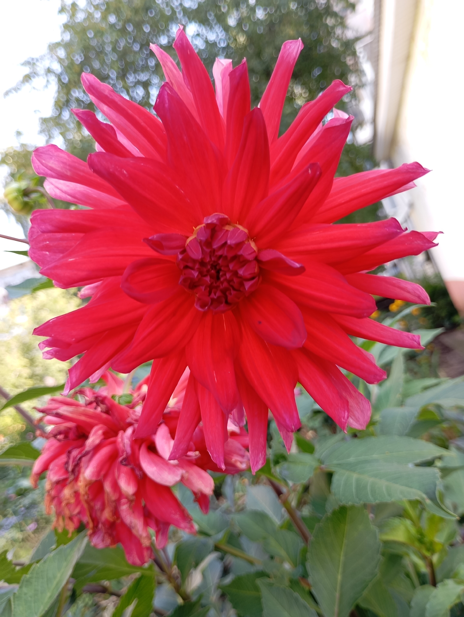 A vibrant, fully bloomed red dahlia flower is the central subject of this image, positioned slightly to the right of the frame. Its numerous, pointed petals radiate outwards from a tightly clustered, darker red center. To the left and slightly behind the prominent bloom, another dahlia is visible, appearing older and partially wilted, with faded pink petals. The flowers are set against a backdrop of lush green foliage. In the upper portion of the image, out-of-focus bokeh effects suggest the presence of trees and possibly a building with a pale exterior wall. The scene is shot outdoors during daylight. The location is identified as Chaikovsky, Russia.