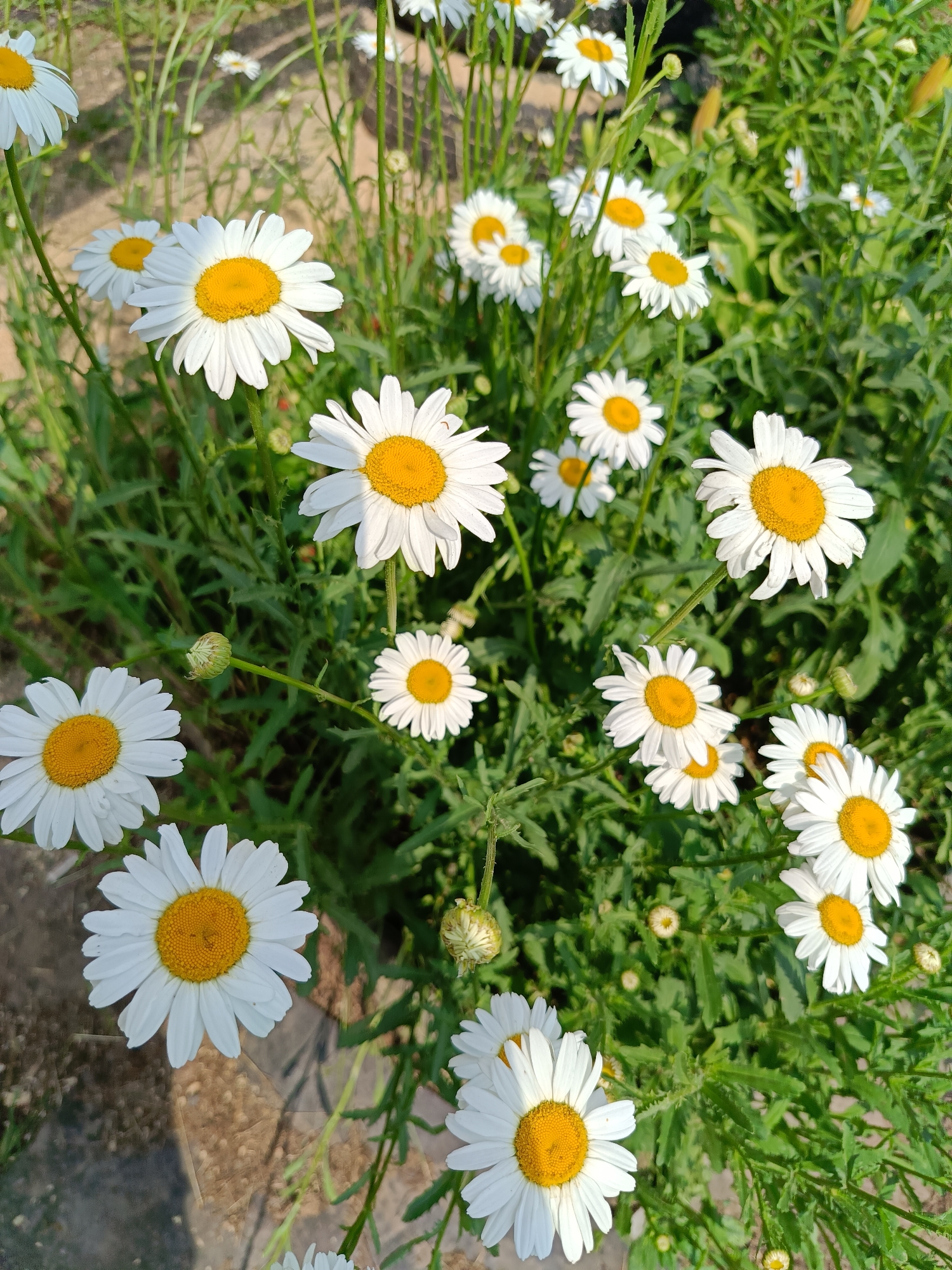 This media file is a photograph of a patch of daisies. The daisies are the primary subjects, with their white petals and yellow centers prominently displayed. They are arranged in a dense cluster, with several flowers in focus and others slightly blurred in the background. The setting appears to be outdoors, amidst lush green foliage, suggesting a garden or a natural meadow. Sunlight illuminates the scene, casting soft shadows and highlighting the delicate details of the flowers and leaves. The time of day appears to be daytime, likely late morning or early afternoon, given the bright lighting. There are no people or explicit text visible in the image. The overall mood is serene and natural, capturing the simple beauty of these common wildflowers.