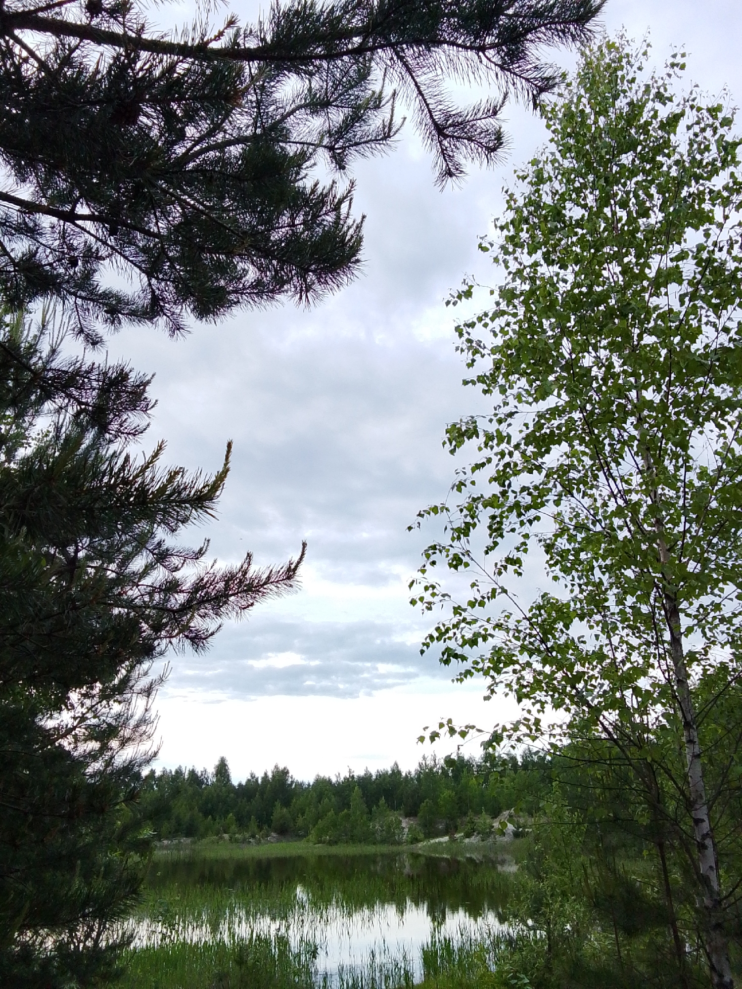 The image depicts a wooded landscape featuring a body of water, likely a lake or pond, reflecting the cloudy sky. The scene is framed by branches of coniferous trees in the upper left and a birch tree on the right. A dense forest line is visible in the background across the water. There are reeds and other aquatic vegetation growing along the shoreline. The location is Unknown, Unknown. No people are visible.