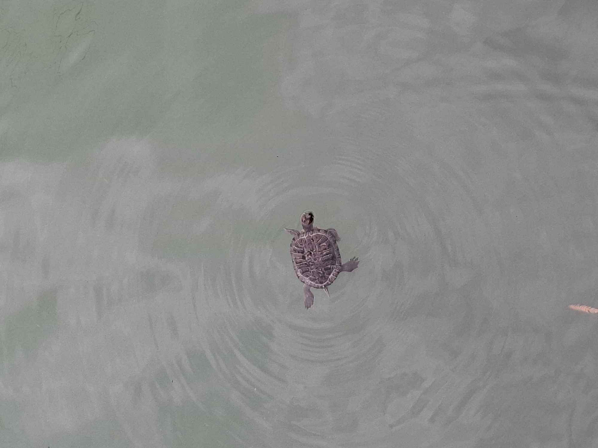 A turtle is swimming in calm, pale green water, creating concentric ripples around itself. The turtle is dark brown with intricate patterns on its shell and is positioned slightly to the left of the center of the frame, facing right. The water surface shows subtle light reflections and some faint, elongated marks. The scene appears to be outdoors, with the turtle being the sole prominent subject.