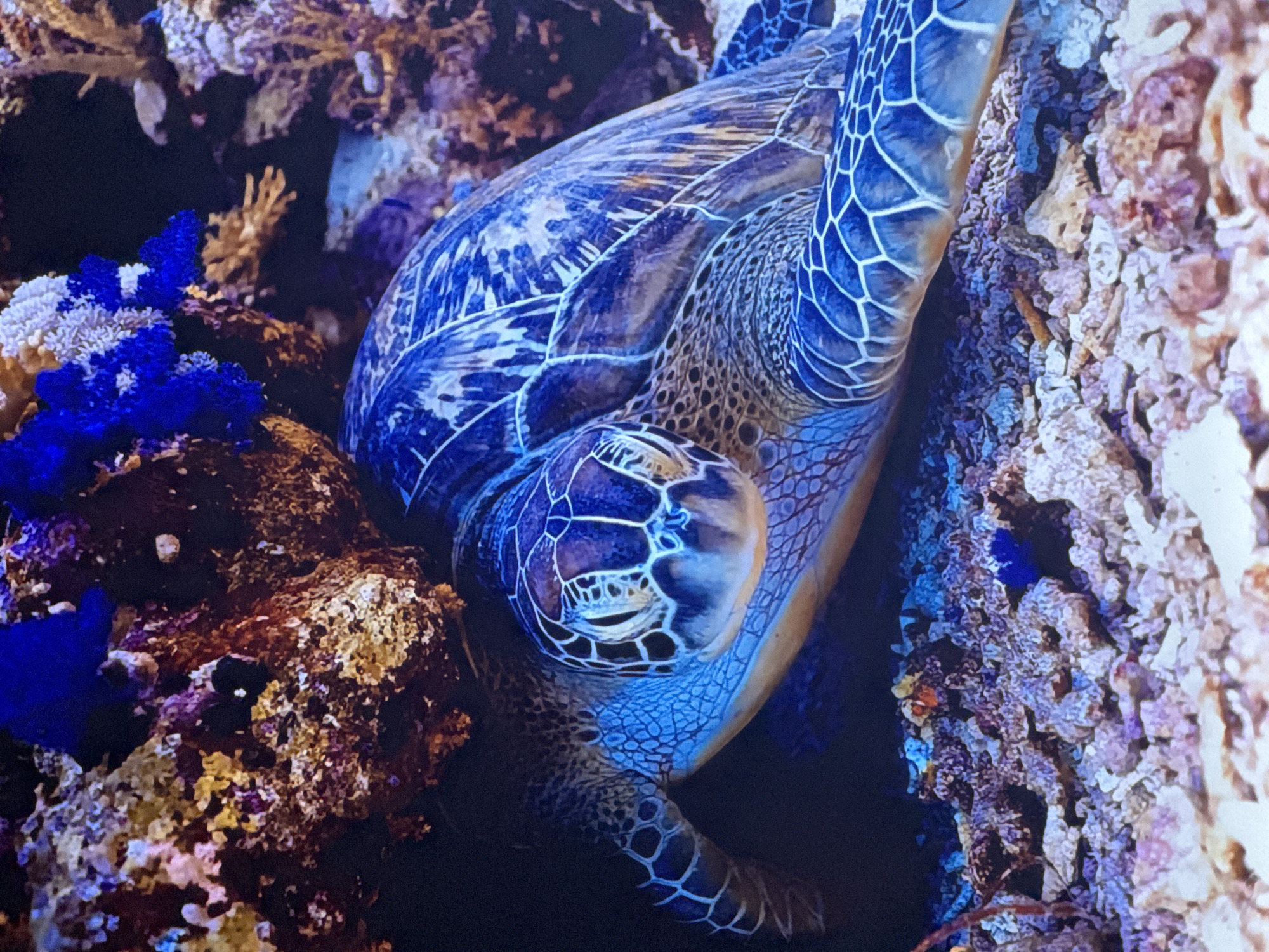 A sea turtle rests on a coral reef. The turtle's shell is blue and white, and its skin is green and brown. The coral reef is made up of various colors, including purple, pink, and yellow. The water is clear and blue. The scene appears to be from an aquarium or a protected marine area.