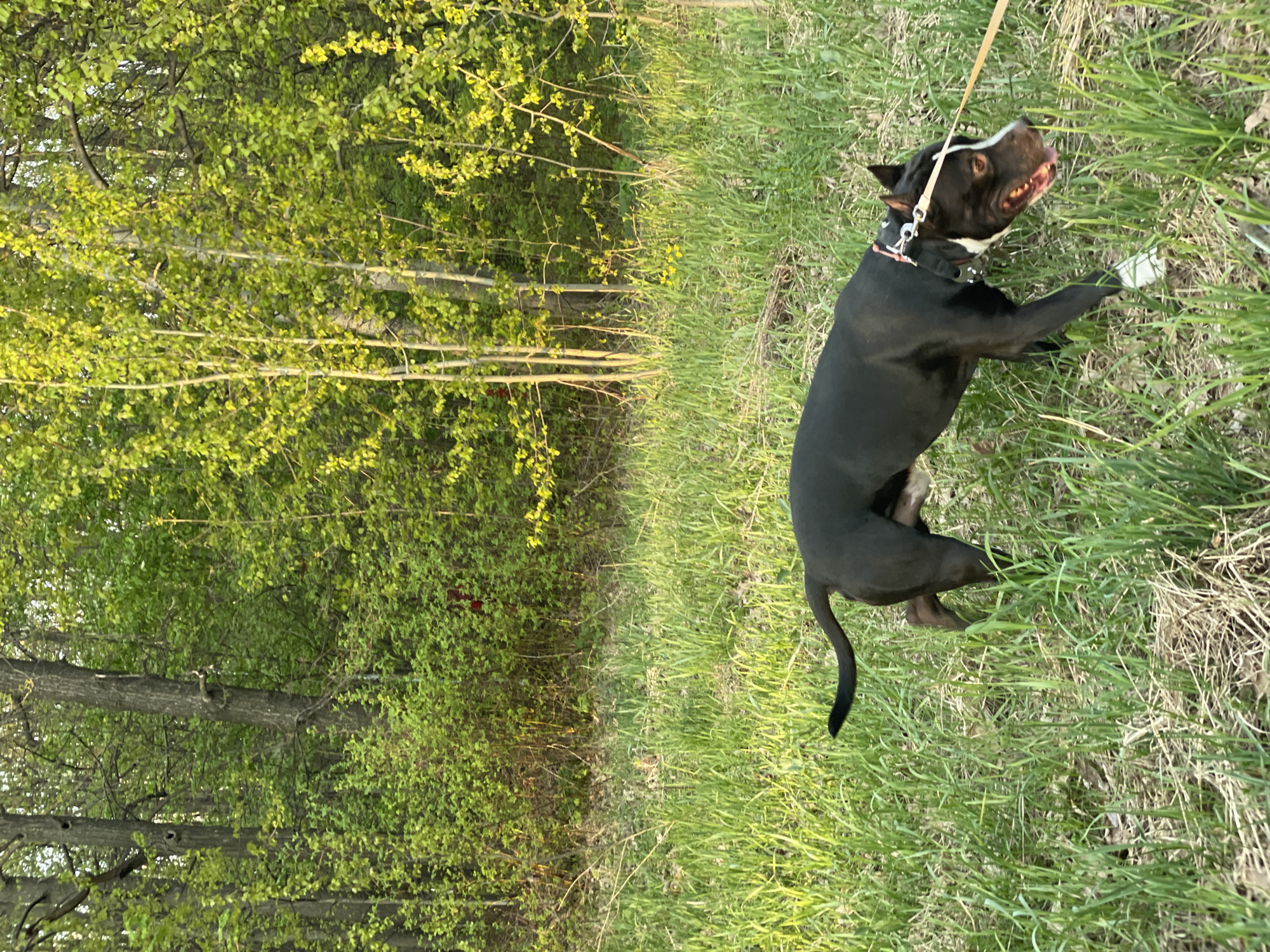 A black and white pit bull dog stands on green grass along the edge of a forest. The dog is wearing a collar and leash. The forest is on the left side of the image. The location is not determinable.