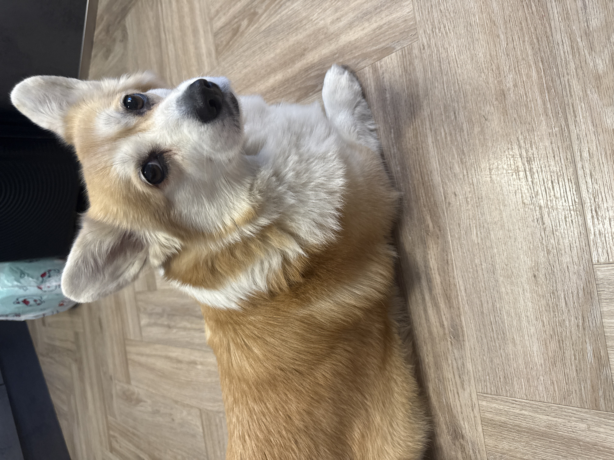 A light brown and white Pembroke Welsh Corgi dog is lying on a light brown wooden floor, looking upwards towards the camera. The dog is indoors. No information available to infer the location in Krasnoyarsk, Russia.