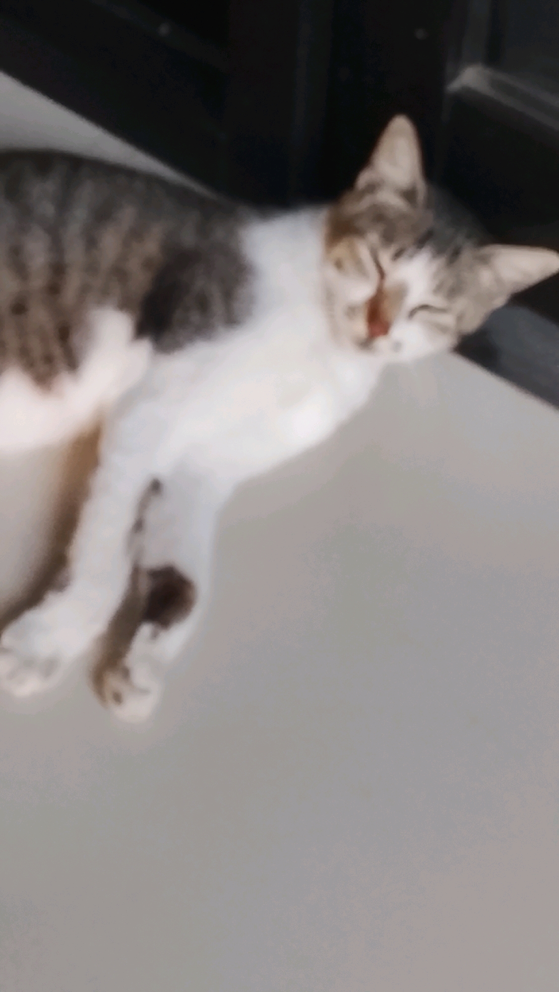 A tabby and white cat is lying on a light gray tiled floor. The cat is curled up with its eyes closed and its mouth slightly open, appearing to be sleeping or relaxed. Its fur is a mix of gray tabby stripes and white patches. The background is dark and out of focus, suggesting it might be indoors or in a shaded area. The image appears to be taken from a slightly elevated angle, looking down at the cat. There is no discernible indication of the specific location within Slawi, Indonesia, as the environment depicted is generic and lacks any identifying landmarks.