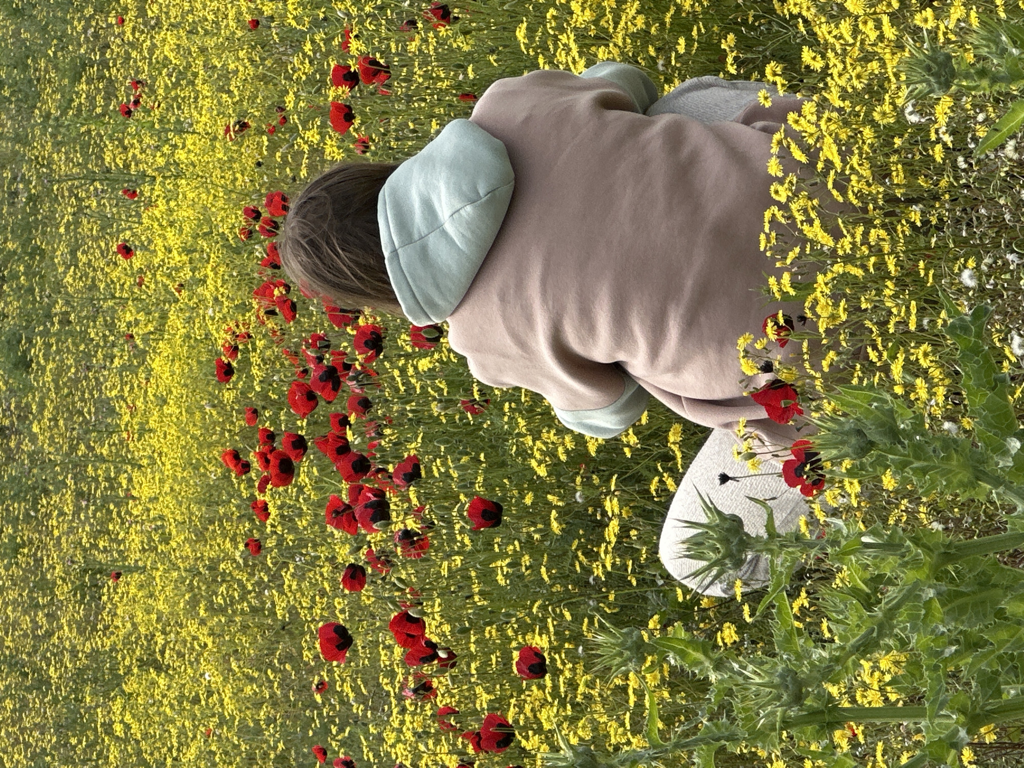 A person is kneeling in a field of yellow and red flowers. The person is wearing a light pink hooded sweatshirt with light green sleeves and hood lining, and light gray pants and shoes. The field is filled with small yellow flowers and scattered red poppies. The lower right corner of the image shows green thistles. The location is likely in or near the city of Marneuli, Georgia.