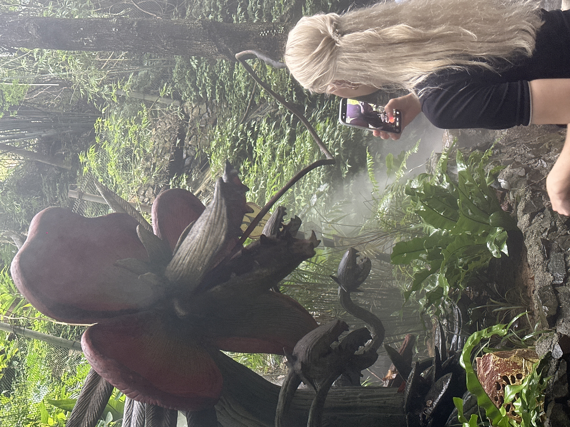 The image captures a scene within the immersive "Avatar: Pandora - The World of Avatar" attraction at Shanghai Disneyland, China, specifically designed to replicate the alien world from the film. In the foreground, a woman with long blonde hair pulled into a ponytail, wearing a black t-shirt, is holding a smartphone up to take a photograph of a large, fantastical, flower-like structure. The structure appears to be a prop, likely made of fabricated materials designed to mimic organic elements, with dark, textured petals and woody tendrils. Its scale is imposing, dominating the left side of the frame.
The environment is lush and overgrown, suggestive of a humid, alien jungle. Various types of foliage, including large, broad-leafed plants and ferns, are visible in the midground and background. Tall, slender bamboo stalks are prominent in the far background, interspersed with other trees and vegetation. The scene is shrouded in a light mist or fog, creating an atmospheric and ethereal quality, which is accentuated by the dim lighting. Natural rock formations are visible along the ground, adding to the rugged, naturalistic feel of the exhibit. The woman is positioned to the right of the frame, her attention focused on capturing the detail of the alien flora with her phone. The overall impression is one of a carefully constructed, themed environment designed to transport visitors into a fantasy world.