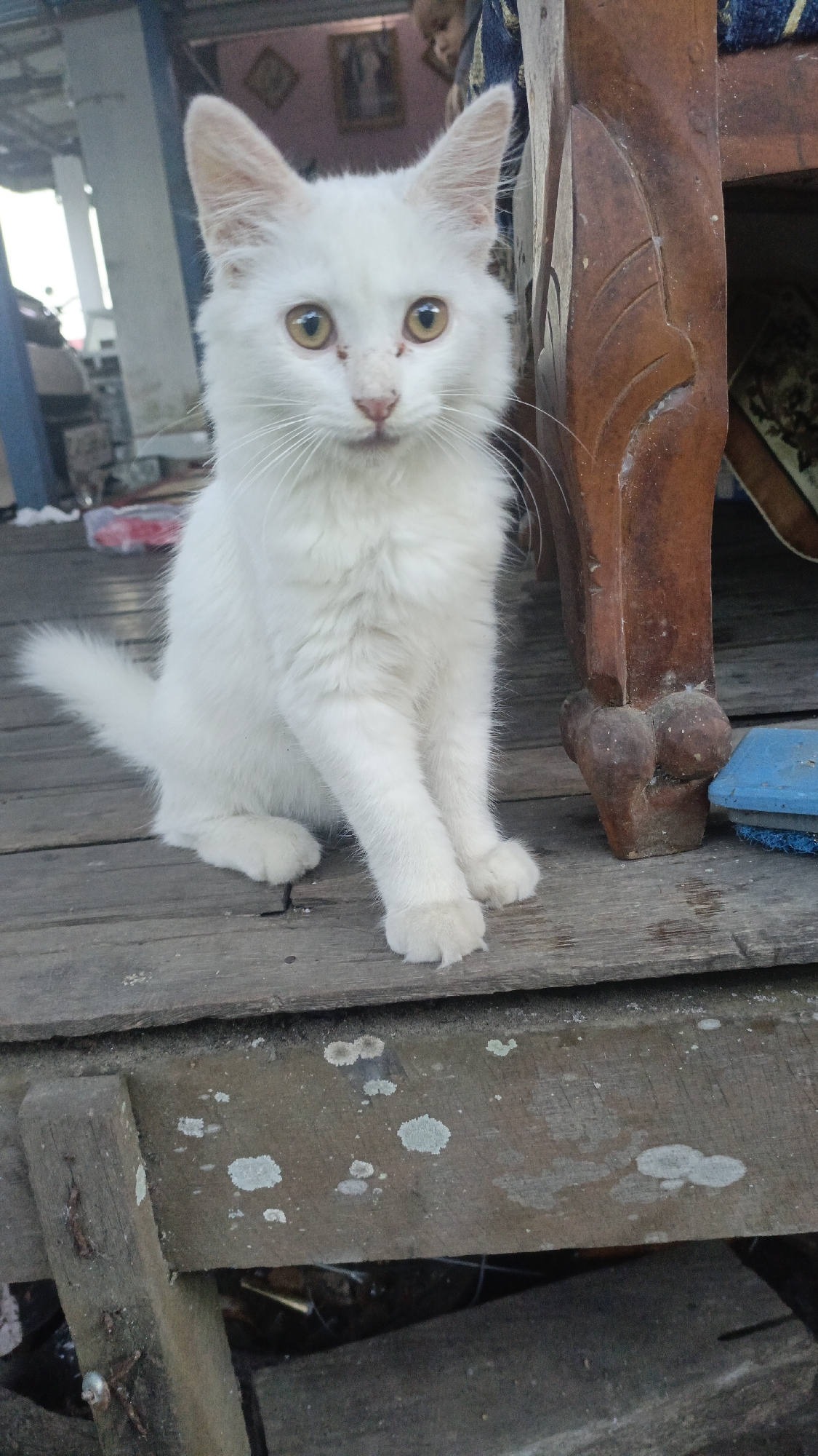 A white cat with yellow eyes sits on a weathered wooden deck. The cat is facing the camera, with its front paws crossed. Behind the cat, a portion of a carved wooden chair leg is visible. The deck appears to be part of an outdoor structure, possibly a porch or veranda, with various objects and debris scattered in the background. The overall environment suggests a rustic or informal setting. The image was taken in Gusunge, Indonesia.
