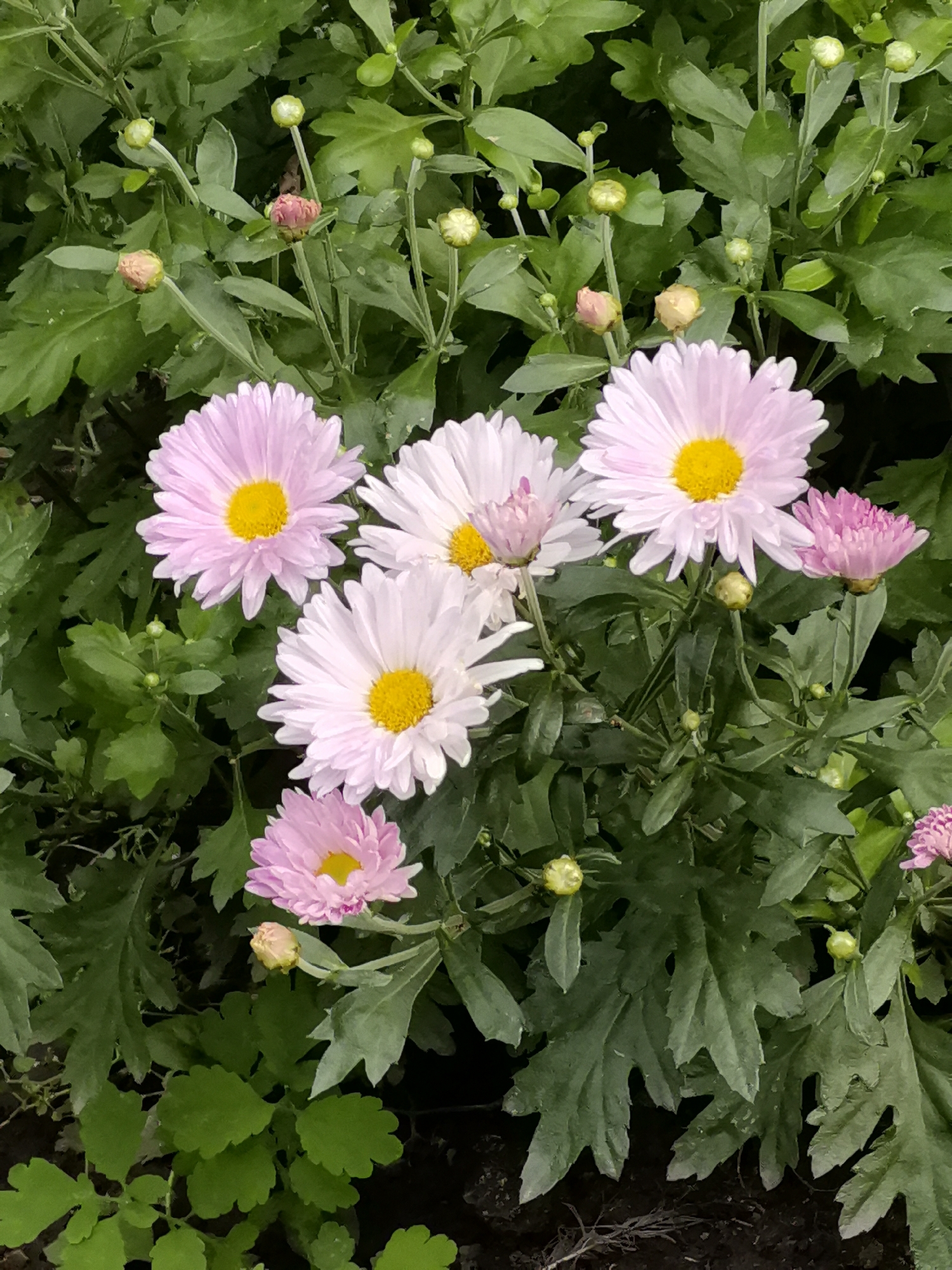 The image shows a cluster of pink and white chrysanthemums with yellow centers, set against a backdrop of lush green foliage. Several unopened buds, some with hints of pink and yellow, are visible among the leaves, suggesting a garden or floral arrangement. The scene is devoid of any human presence or discernible urban elements, making it impossible to ascertain its location within Kazan, Russia, or any other city. The lighting appears natural, likely daylight, and the focus is on the vibrant colors and delicate textures of the flowers and leaves. The overall impression is one of natural beauty and tranquility.