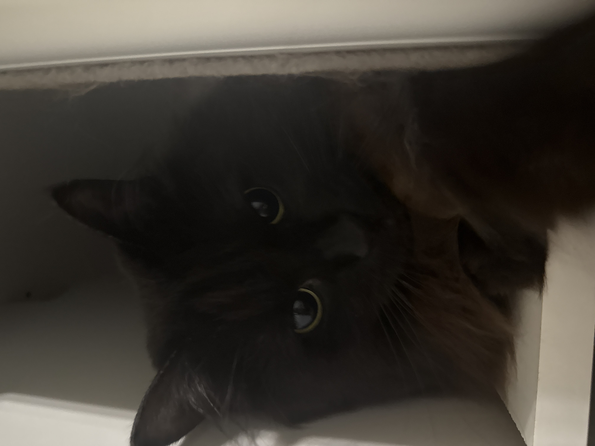A darkly-furred cat, possibly a Nebelung, is positioned upside-down, peering into the camera. The cat's eyes are round and yellow-green. The lighting is dim, obscuring details of the background and the cat's fur. A light-colored shelf or edge is visible above the cat, and another is along the right edge of the image. There is nothing in the image to indicate that it was taken in Saint Petersburg, Russia.