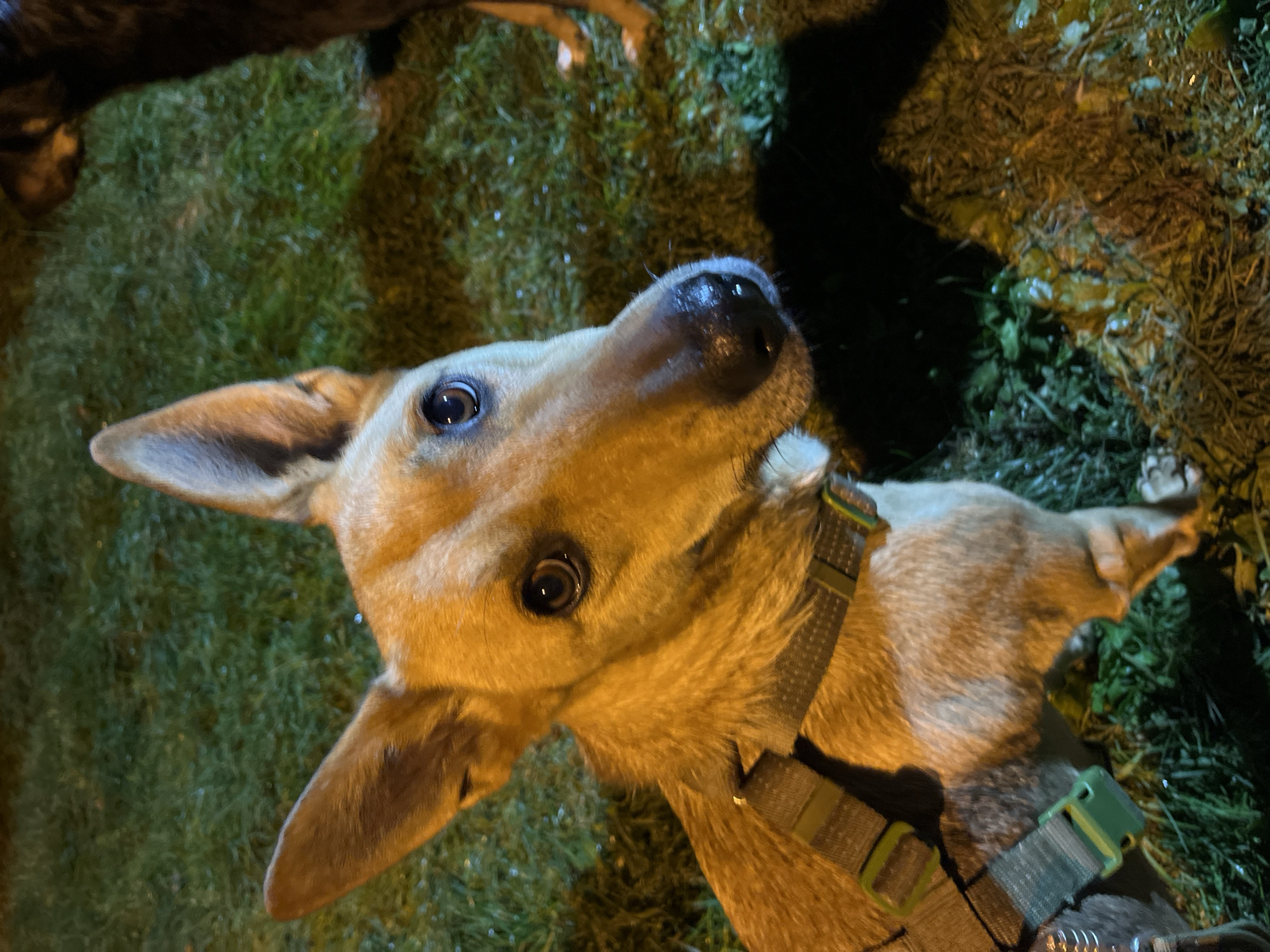 A tan-colored dog with large ears and dark eyes is looking up and to the right. The dog is wearing a dark green harness with light green clasps. The dog is standing on a patch of grass, which appears to be wet. In the background, another dark-colored dog is partially visible. The lighting suggests it is nighttime, with artificial lights illuminating the scene. There is no identifiable information within the image to place it in Nizhny Tagil, Russia.