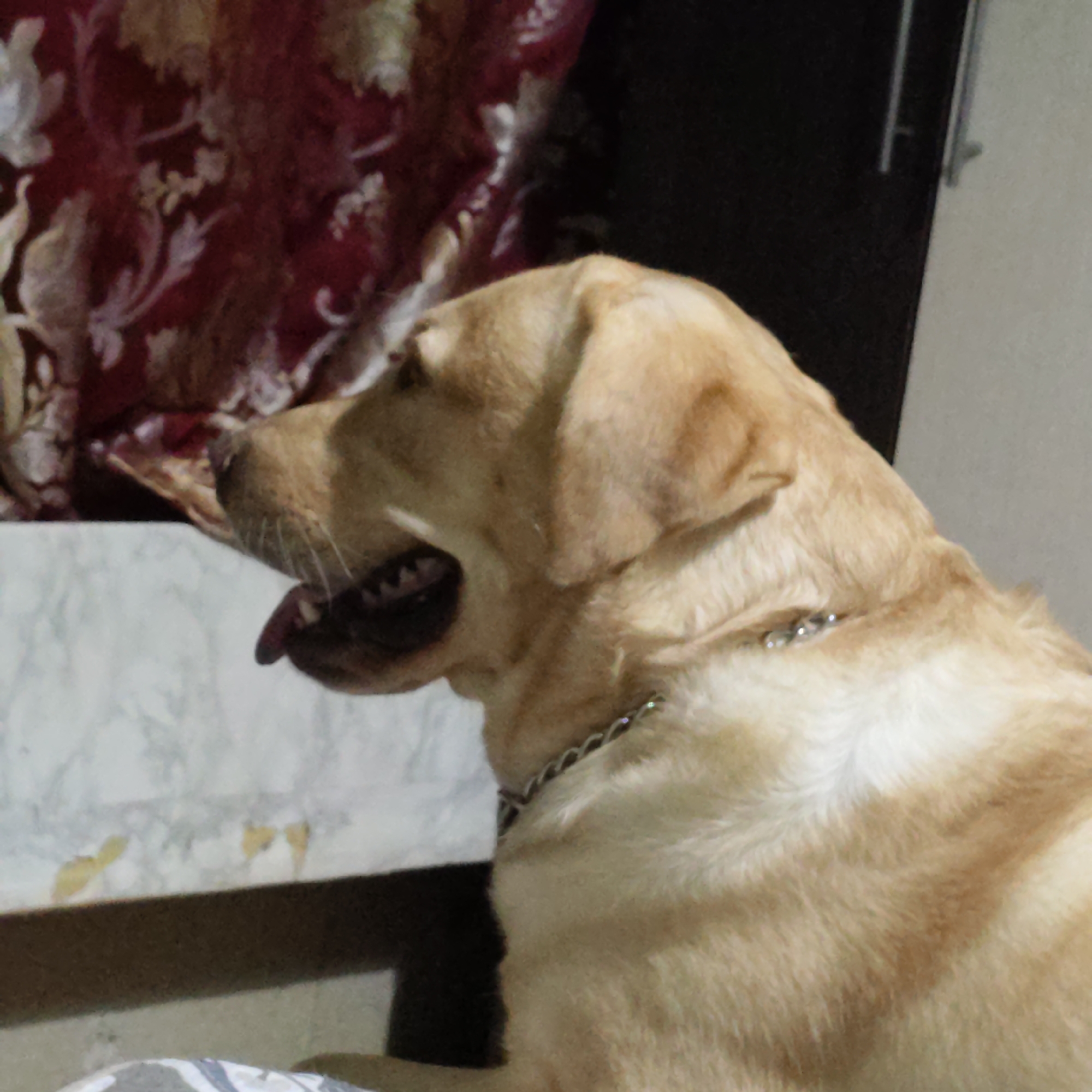 A yellow Labrador retriever is shown in profile from the chest up, looking left. The dog's mouth is slightly open, revealing its teeth. It is wearing a silver chain collar. The background is a dark, indistinct surface on the right, and a red, patterned curtain on the left. A marble-patterned surface is visible below the dog.