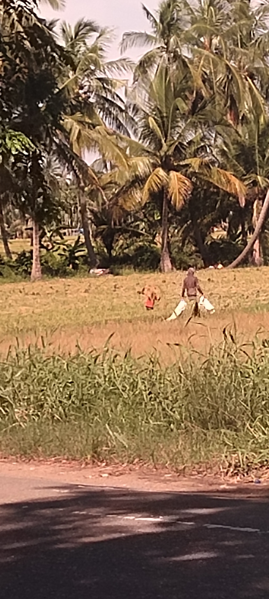 The image depicts a rural scene likely in Aluekeujruen, Indonesia. In the middle ground, two individuals are in a field. One is wearing a red shirt and the other is darker and carrying what appear to be white sacks. The field is filled with tall grass. The background has numerous palm trees. The foreground shows a portion of a road, partially obscured by shadows. The overall impression is of a tropical, agricultural environment with evidence of human activity.