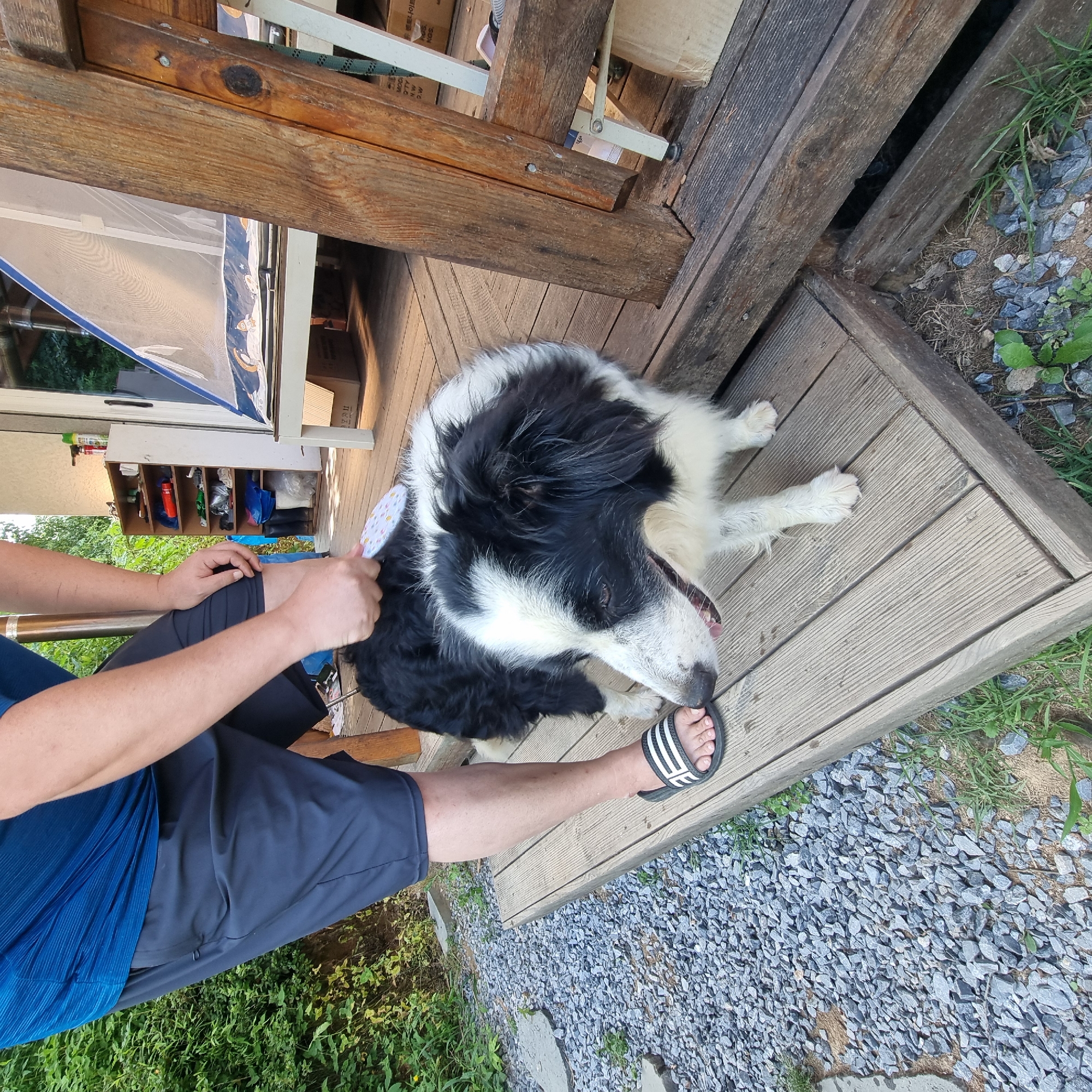 A medium shot captures a person with dark skin and dark hair, wearing a blue t-shirt and navy shorts, standing on a wooden deck and brushing a black and white Border Collie. The dog is facing to the left, with its mouth slightly open and its tongue visible. The person's right hand holds a light-colored brush, which is in contact with the dog's back. The person's left hand is partially visible near the dog's neck. The deck is made of weathered wooden planks. To the left of the deck, there is a gravel area with some green vegetation. Behind the person and dog, a white shelf unit is visible, filled with various items, including bottles and what appear to be boots. A tent-like structure with a blue and white patterned fabric is also visible in the background, along with a wooden post and part of a railing. Boxes are stacked on the ground to the right. The scene appears to be outdoors, possibly in a yard or patio area.