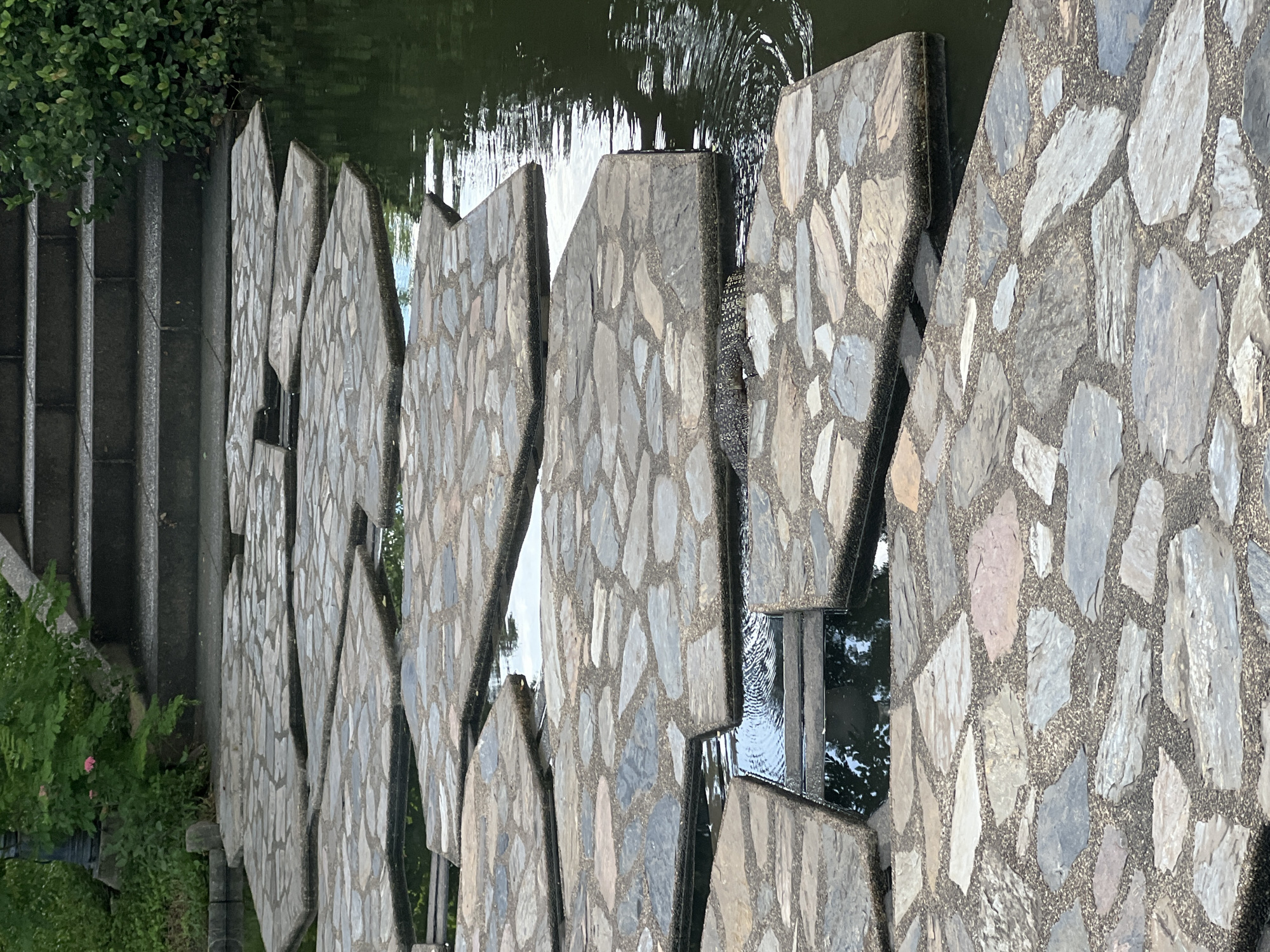 An iguana swims in a pond by a stone path made of irregular flagstones, near stairs in an urban park. The iguana is dark brown and green, with a spotted pattern. It is partially submerged in the dark green water, with its head and front legs visible. The stone path is made of various colored flagstones, with a rough texture. The stairs are made of dark gray concrete. The pond is surrounded by lush green vegetation. The overall scene is tranquil and natural.
