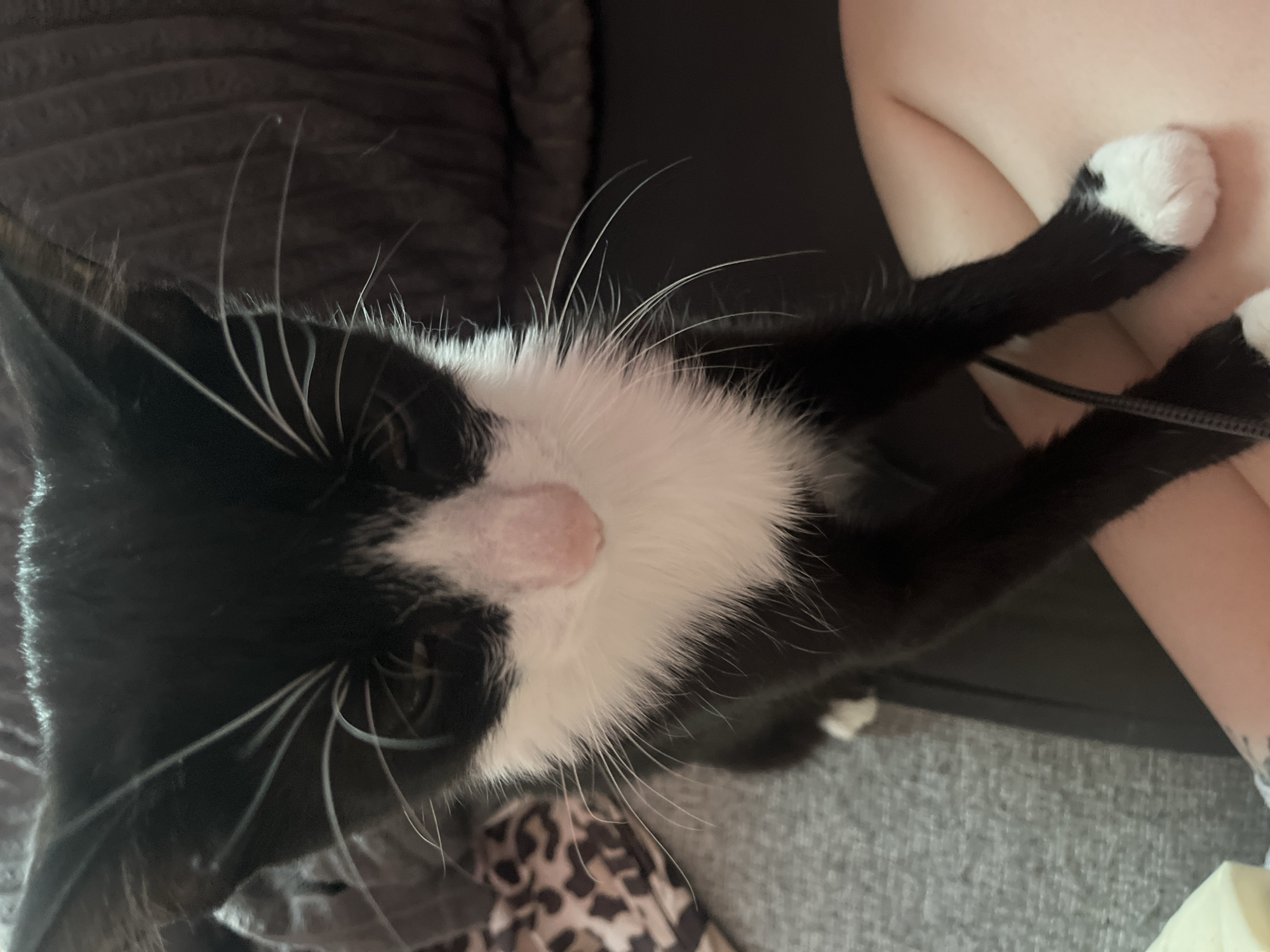 A black and white tuxedo cat is positioned on a person's lap. The cat is primarily black with a white chest and paws. The cat's nose appears pink and hairless. The person has pale skin and a tattoo on their arm. The background includes a gray couch and a dark cushion. The image does not appear to be taken in Saint Petersburg, Russia. There are no visual cues to indicate such a location.