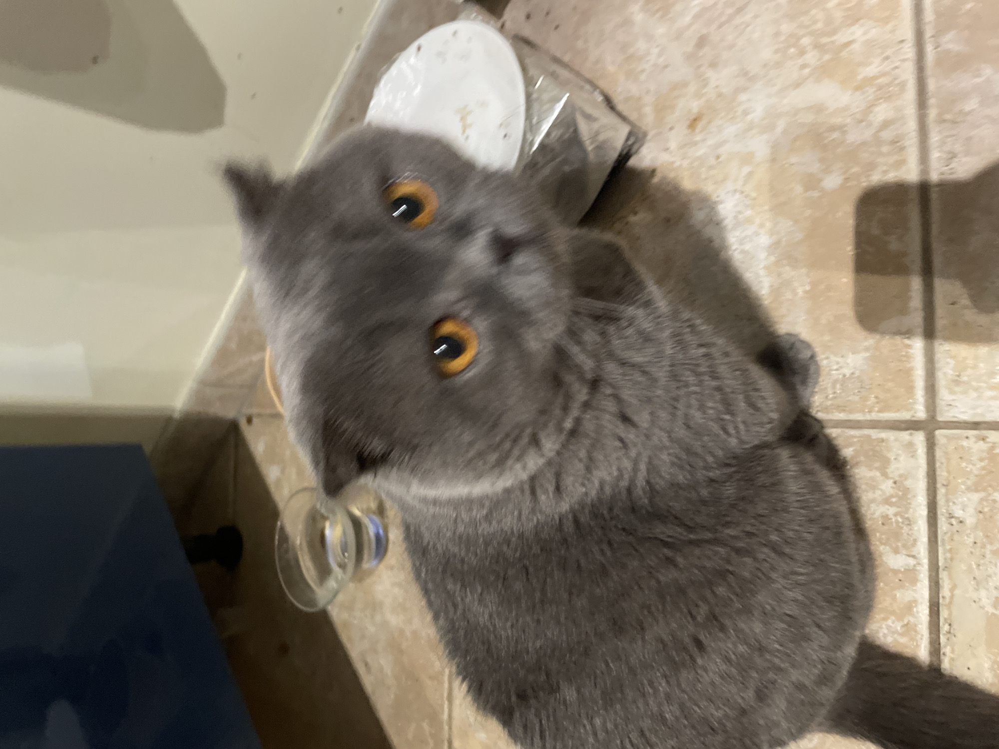 An adult, gray Scottish Fold cat with bright orange eyes sits on a tiled floor. The cat is looking directly at the camera. To its left is a clear glass of water. To its right is a stack of items wrapped in plastic, topped with a white lid. In the background, a blue cabinet and a beige wall are visible. The scene appears to be indoors, possibly in a kitchen or dining area.