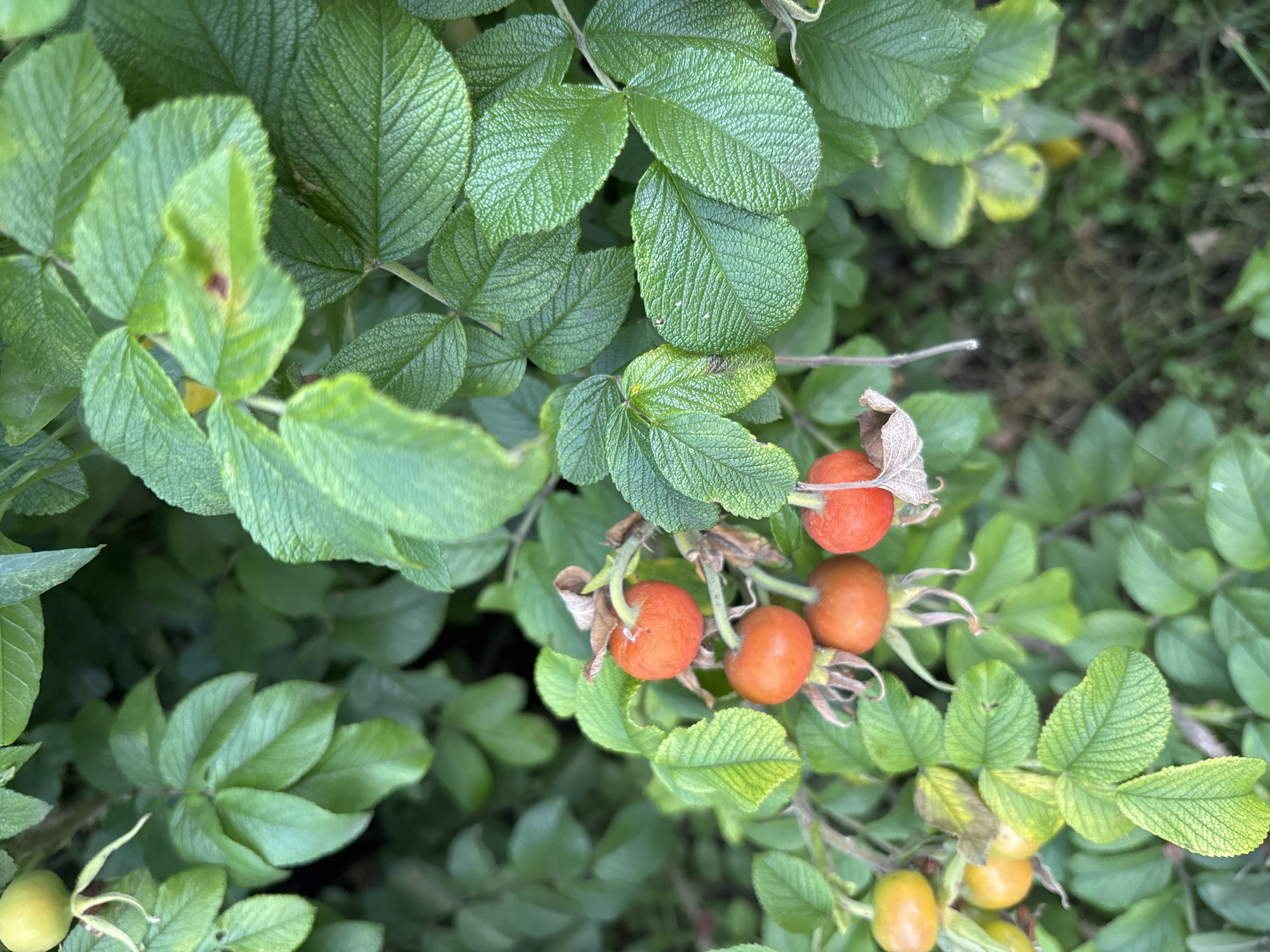 The image shows a close-up view of rose hips and green leaves on a bush. The rose hips are a vibrant orange color, with some appearing more yellow. They are clustered together on stems, some with dried sepals attached. The leaves are a deep green, with visible veins and some showing signs of browning or discoloration. The background is softly blurred, suggesting the bush is part of a larger outdoor environment, possibly a garden or park. The lighting appears natural, indicating an outdoor setting during the day. This image was taken in Naberezhnye Chelny, Russia.