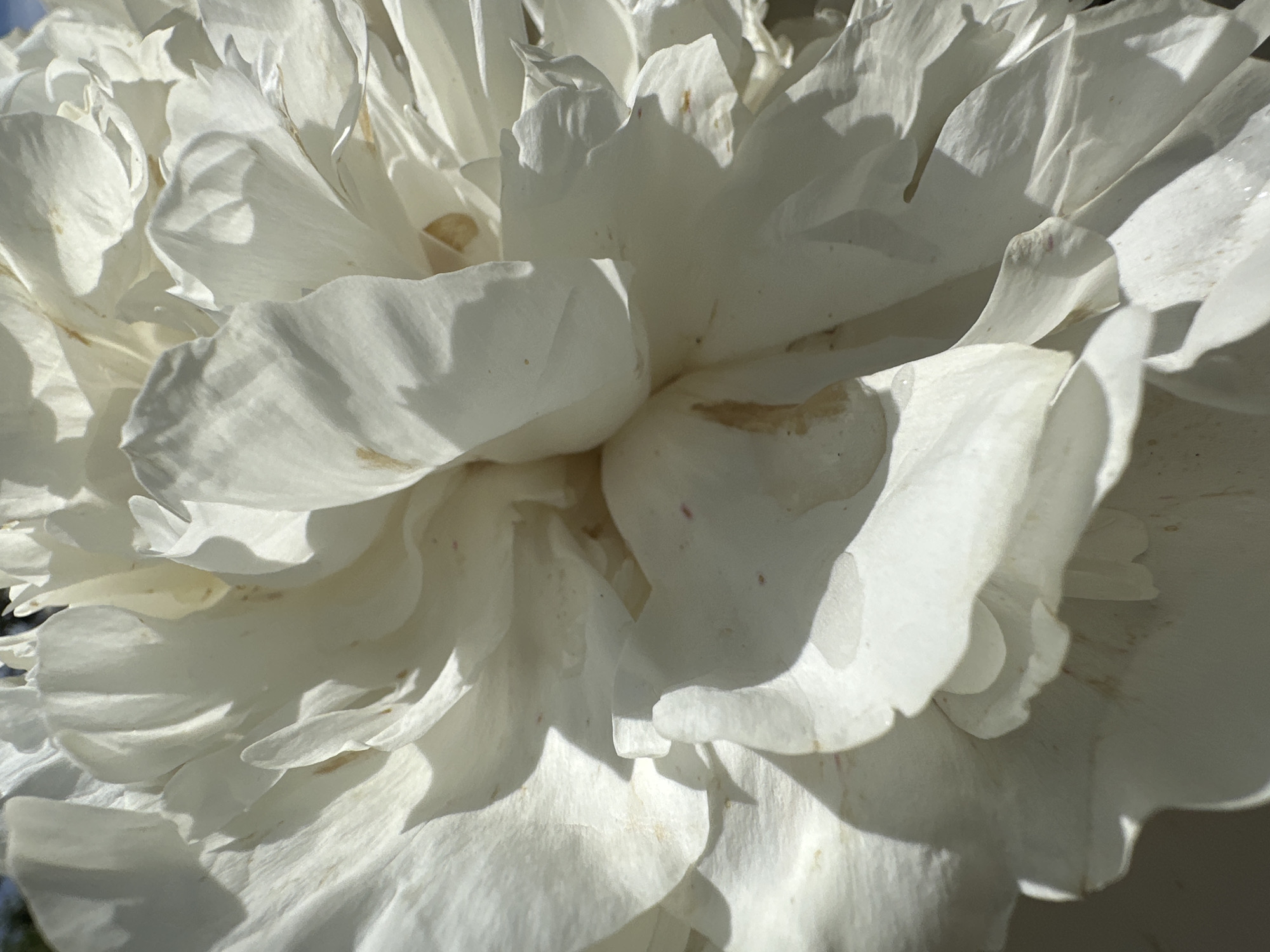 A close-up, macro photograph captures the intricate details of a white peony flower, showcasing its delicate, layered petals. Sunlight casts soft shadows across the blooms, highlighting their soft texture and subtle variations in color, with faint yellow and pinkish-red speckles visible on some petals. The background is blurred, suggesting an outdoor setting, possibly a garden or park. This image was taken in Oryol, Russia.