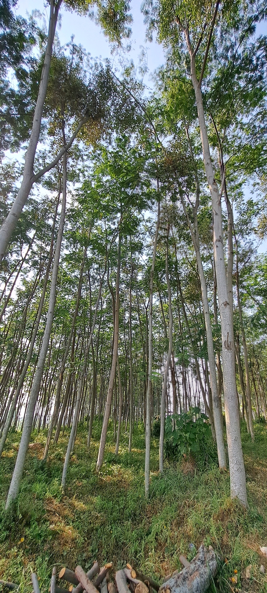 The image depicts a dense forest scene in Sekarjoho, Indonesia, with a multitude of tall, slender trees reaching towards a pale blue sky. The trees, predominantly light gray in color with some variations in trunk texture, are closely spaced, creating a sense of a managed plantation or a naturally dense woodland. Sunlight filters through the lush green canopy, casting dappled shadows on the forest floor. The ground is covered in a thick layer of green grass and some fallen leaves, with a small pile of cut logs visible in the foreground, suggesting recent logging activity or preparation for firewood. The overall impression is one of a verdant and somewhat wild natural environment.