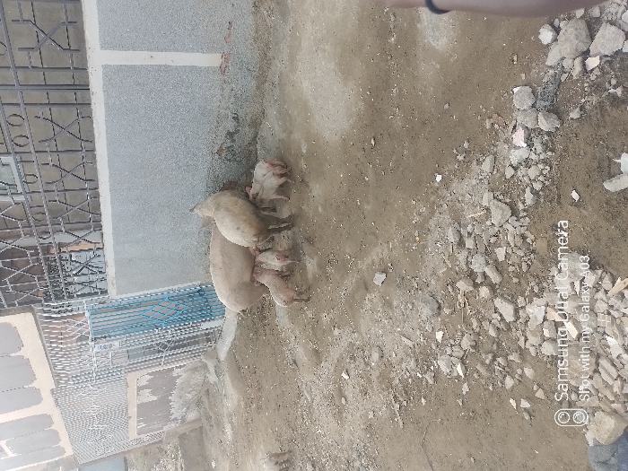 A sow and piglets rest on the ground near a building's exterior. The sow, pale pink, lays on her side, while several piglets cluster around her. The ground is a mix of dirt and debris, with scattered rocks and small building materials. The building has a gray exterior wall and a barred window. The image appears to be taken outdoors in an urban or semi-urban setting.