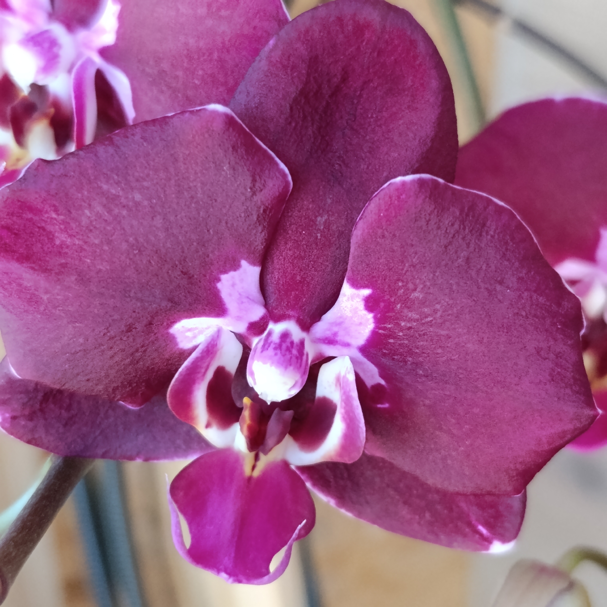 A close-up photograph reveals a deep burgundy orchid flower. The petals display a slightly ruffled edge, fading into a delicate white border. The flower's center exhibits intricate patterns of white and burgundy. The background is blurred. The orchid is not located in Марковский, Russia. This is a close-up flower photograph.