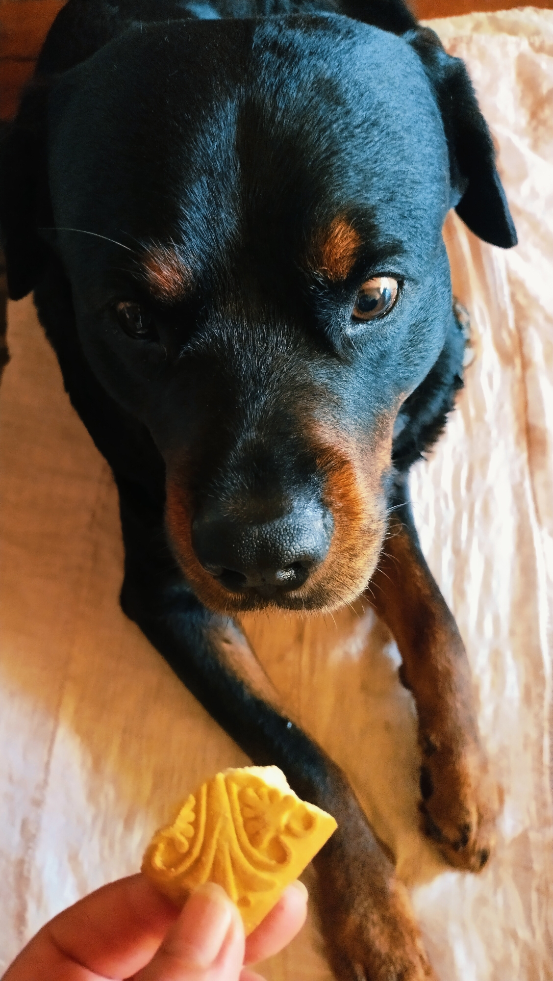 A Rottweiler dog is lying down on a light-colored fabric surface, looking up at a hand holding a small, patterned yellow treat. The dog's head is the primary focus, with its dark fur and distinctive tan markings around its eyes and muzzle clearly visible. Its eyes are dark and alert, and its nose is moist and black. The dog's paws are visible in the foreground. The scene appears to be indoors, possibly in a home, given the fabric surface which resembles bedding or a couch. There is no visible indication of the specific location within the city of Horishni Plavni, Ukraine, as the image lacks any identifying urban or geographical features.