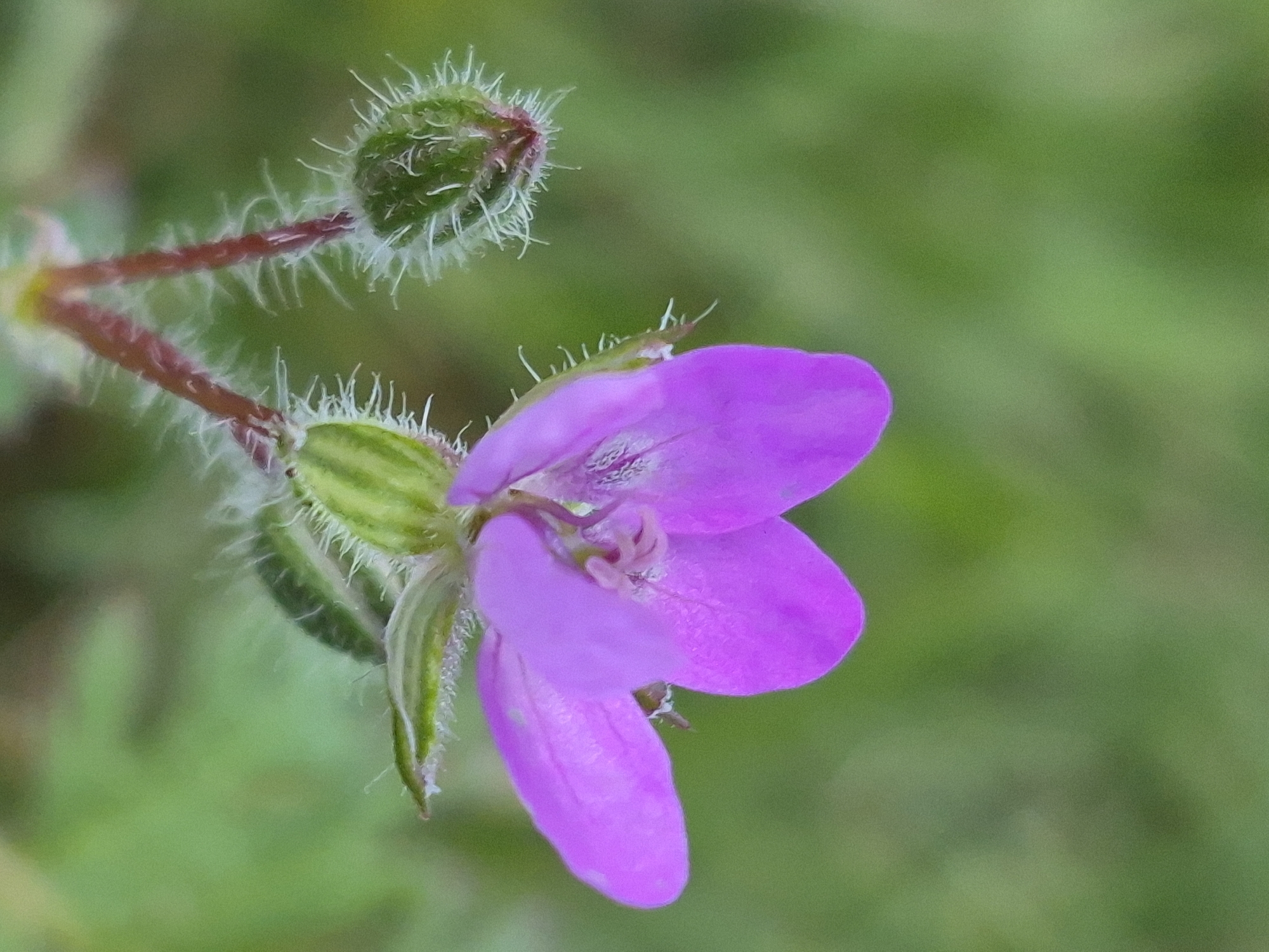 A close-up, macro photograph captures a delicate purple flower and a green bud against a blurred green background, typical of a natural setting. The flower, with its five petals, displays intricate details of its reproductive parts. The bud, to the left of the flower, is covered in fine, white hairs, suggesting a young stage of development. The stems are reddish-brown and also exhibit fine hairs. The overall impression is one of natural beauty and growth. The image was taken in Sooblase, Estonia.