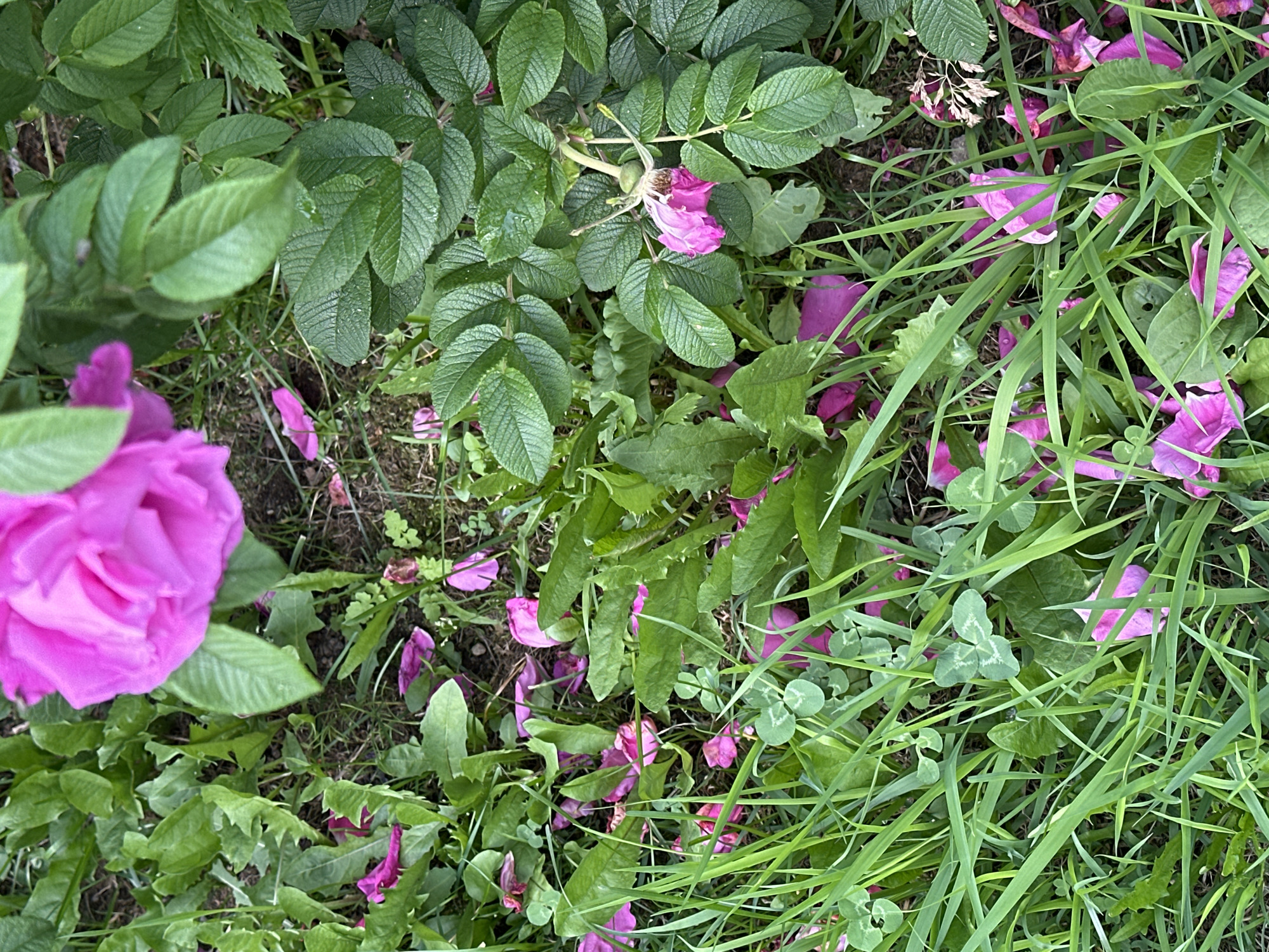 The image depicts a close-up, overhead view of a patch of ground covered in green grass, clover, and scattered pink rose petals. A large, partially bloomed pink rose is visible in the upper left quadrant, with a wilting rose and more petals near the center right. The scene appears to be outdoors, possibly in a garden or natural area within Petropavlovsk-Kamchatsky, Russia. There are no people or animals present in the image. The environment is characterized by lush vegetation and the remnants of blooming flowers.