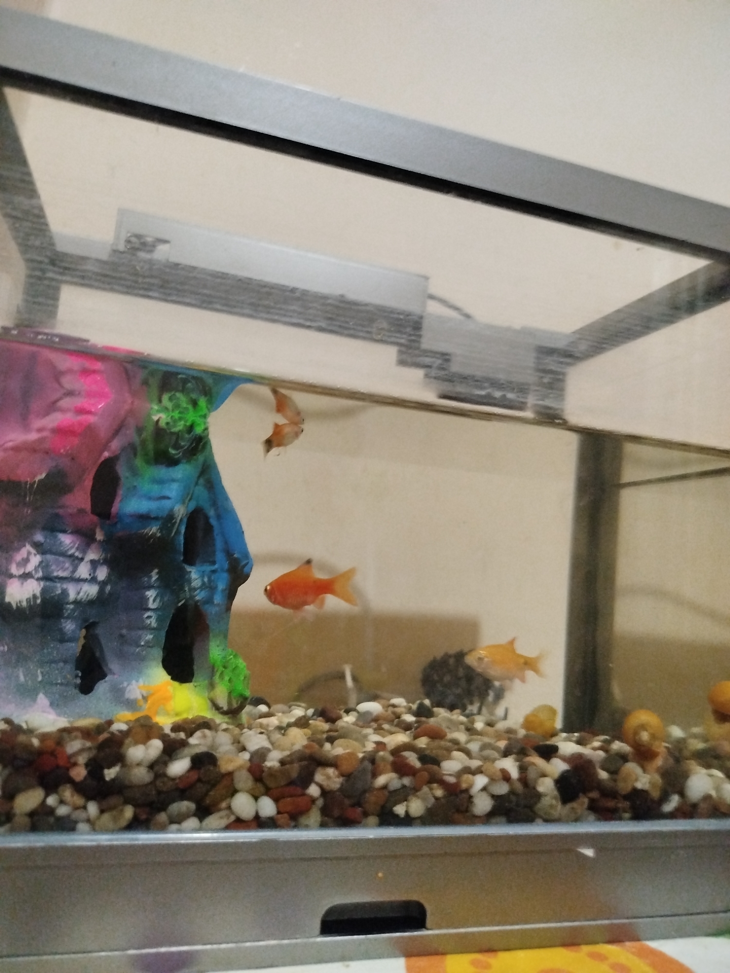 The image shows an aquarium with several small fish, decorative elements, and a substrate of pebbles. One orange fish is visible swimming in the middle of the tank. Another orange fish is in the background, slightly to the right. A small, transparent-looking fish is swimming near the top of the tank on the left. A dark-colored fish is partially obscured by a blue and green castle decoration. The castle decoration has pink and green accents. The substrate is composed of various colored pebbles. The lighting appears to be from an overhead fixture, possibly a fluorescent lamp. The background is a plain wall. The overall scene suggests an indoor setting, likely a home or a public space with an aquarium display. The image does not provide any information about the city of Kokand City, Uzbekistan, or any specific location within it.