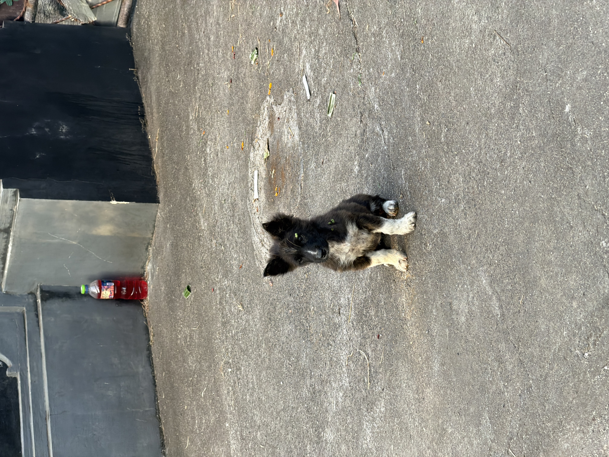 A small, black and white puppy is sitting on a concrete surface. The puppy is looking towards the camera with its ears perked up. The concrete surface appears to be an outdoor area, possibly a pathway or courtyard, with some scattered debris such as leaves and small pieces of paper. In the background, there is a dark gray wall and a section of a black structure. A red plastic bottle with a green cap is standing upright near the wall. The overall impression is of a somewhat neglected urban environment.