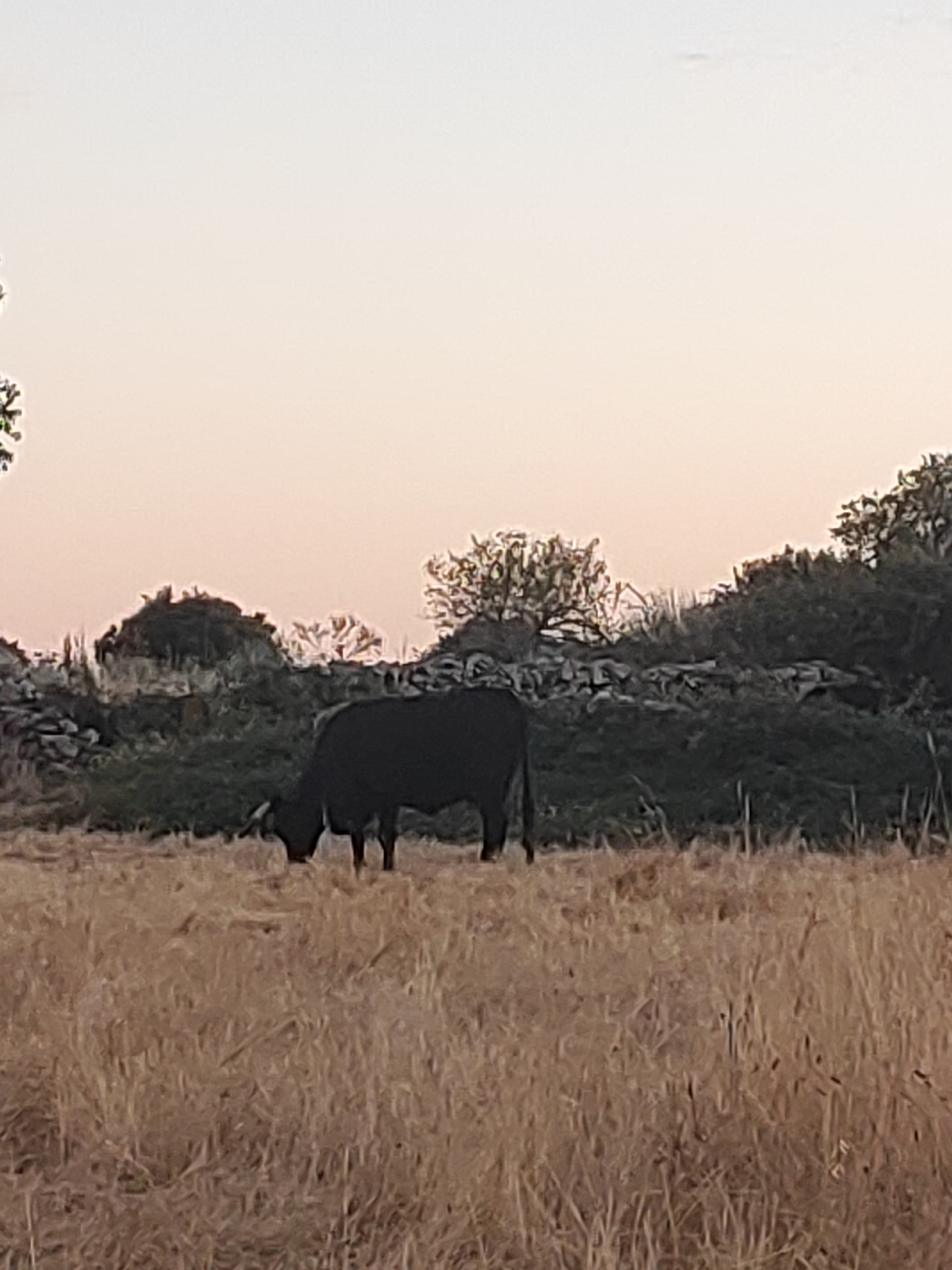 A lone black cow grazes in a dry, golden field. The cow is positioned in the middle ground, facing left with its head down, suggesting it is eating. Behind the cow, a low, rocky wall or embankment covered in dark green foliage forms the background. Trees with sparse foliage are visible on top of the embankment. The sky above is a soft gradient of pale pink and orange, indicating either sunrise or sunset. The overall scene is rural and appears to be in Sobradillo, Spain, given the context.