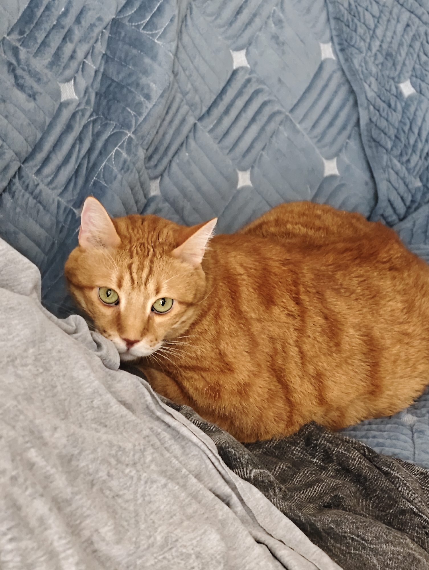 An orange tabby cat with green eyes is lying on a quilted blue blanket, partially covered by a gray blanket and a dark gray textured fabric. The cat is looking directly at the camera. The scene appears to be indoors, with no specific location in Petah Tikva, Israel, identifiable.