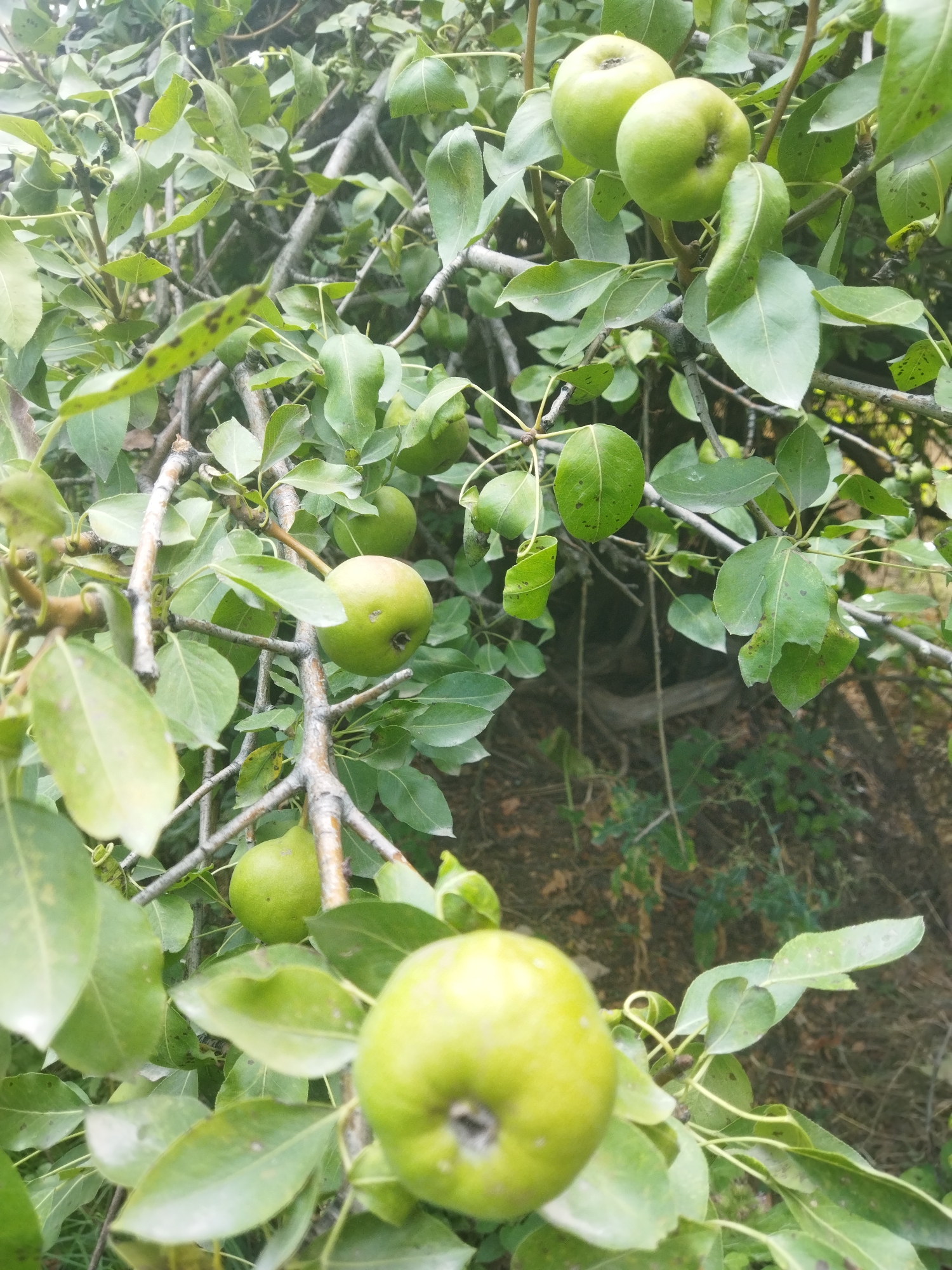 A close-up shot reveals several green pears hanging from the branches of a tree. The pears are round and vary slightly in size. The tree has numerous green leaves, some of which have small, dark spots. The branches are rough and brown. The background is blurred and shows the continuation of the tree and some undergrowth, suggesting an outdoor setting. The image was captured in Mailuu-Suu City, Kyrgyzstan.
