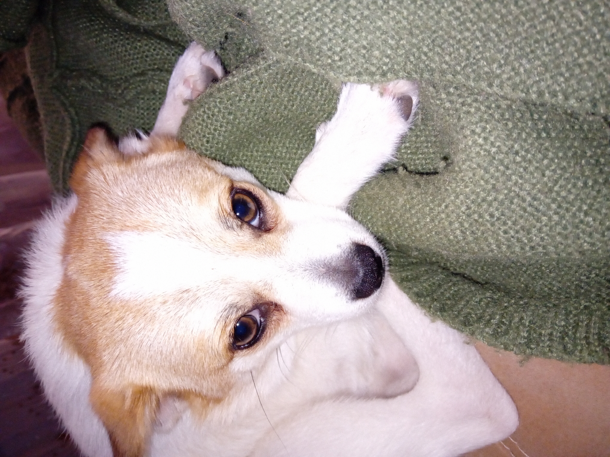 The image shows a close-up of a small dog lying on a green textured blanket. The dog has light brown and white fur, with brown eyes and a black nose. Its head is slightly tilted, and its paws are visible, one resting on the blanket. The background is blurred but appears to be indoors. The setting is a domestic environment in Chuhuiv, Ukraine.