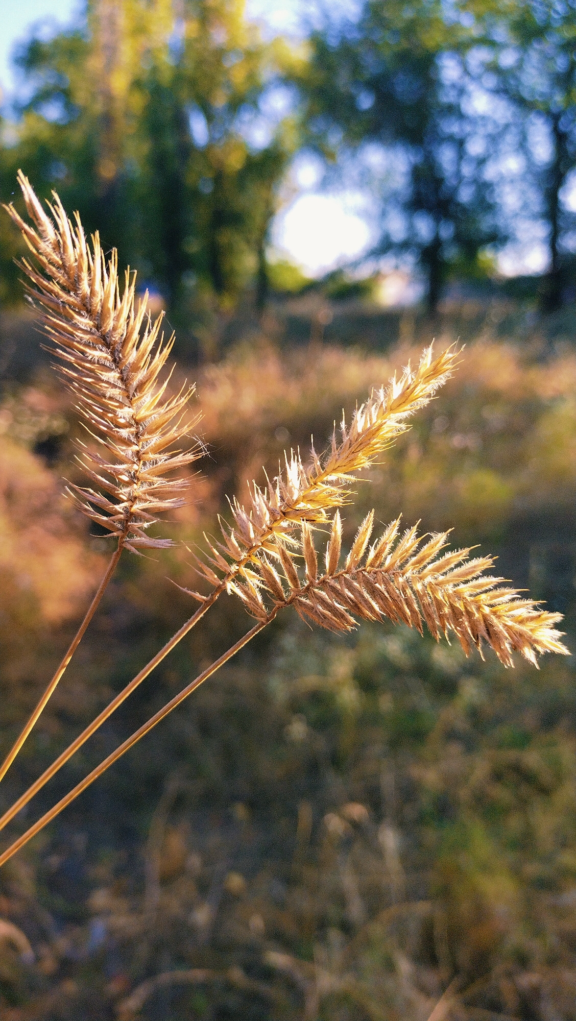 The image shows three dried grass stalks in the foreground, illuminated by warm sunlight. The stalks are a light brown color and have a spiky appearance. The background is blurred, with patches of green and brown foliage, suggesting an outdoor natural environment. The sky is visible in the upper portion of the image, with a mix of blue and bright white light, indicating it might be daytime with some clouds or the sun shining brightly. There are no people or specific urban features visible. The scene appears to be a close-up shot focusing on the texture and form of the dry grass against a softly blurred natural backdrop. There is no information available to identify the location as Horishni Plavni, Ukraine.