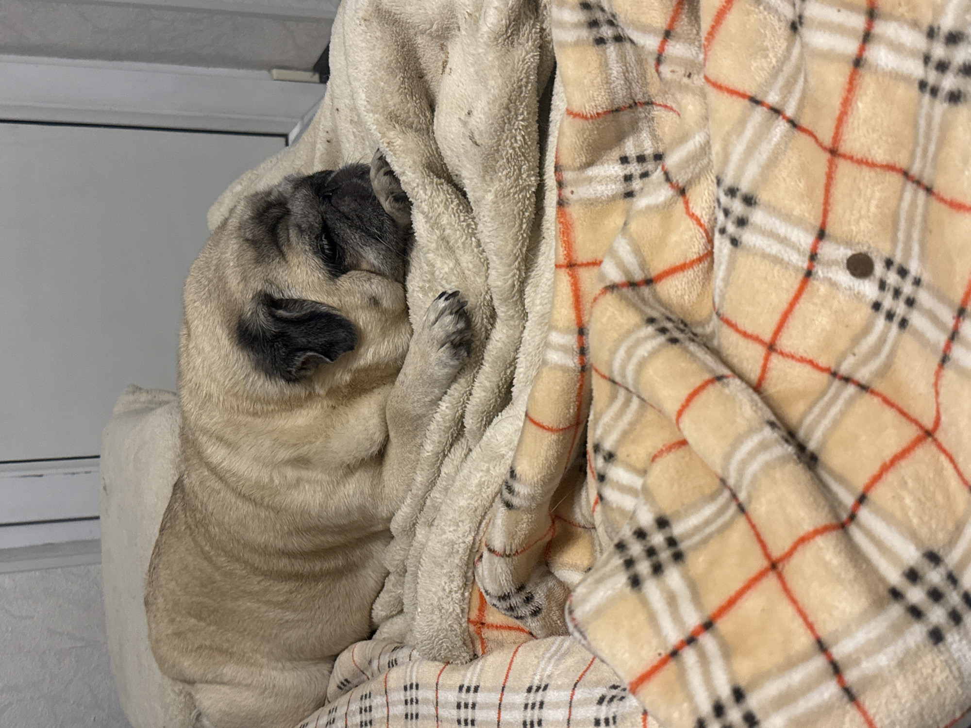 A pug dog is sleeping on a blanket, with its head resting on a pillow. The pug is light brown with black markings on its face and ears. The blanket is beige with a plaid pattern of red, white, and black squares. The scene appears to be indoors, possibly in a bedroom. There are no visible indications of location in Bishkek City, Kyrgyzstan.