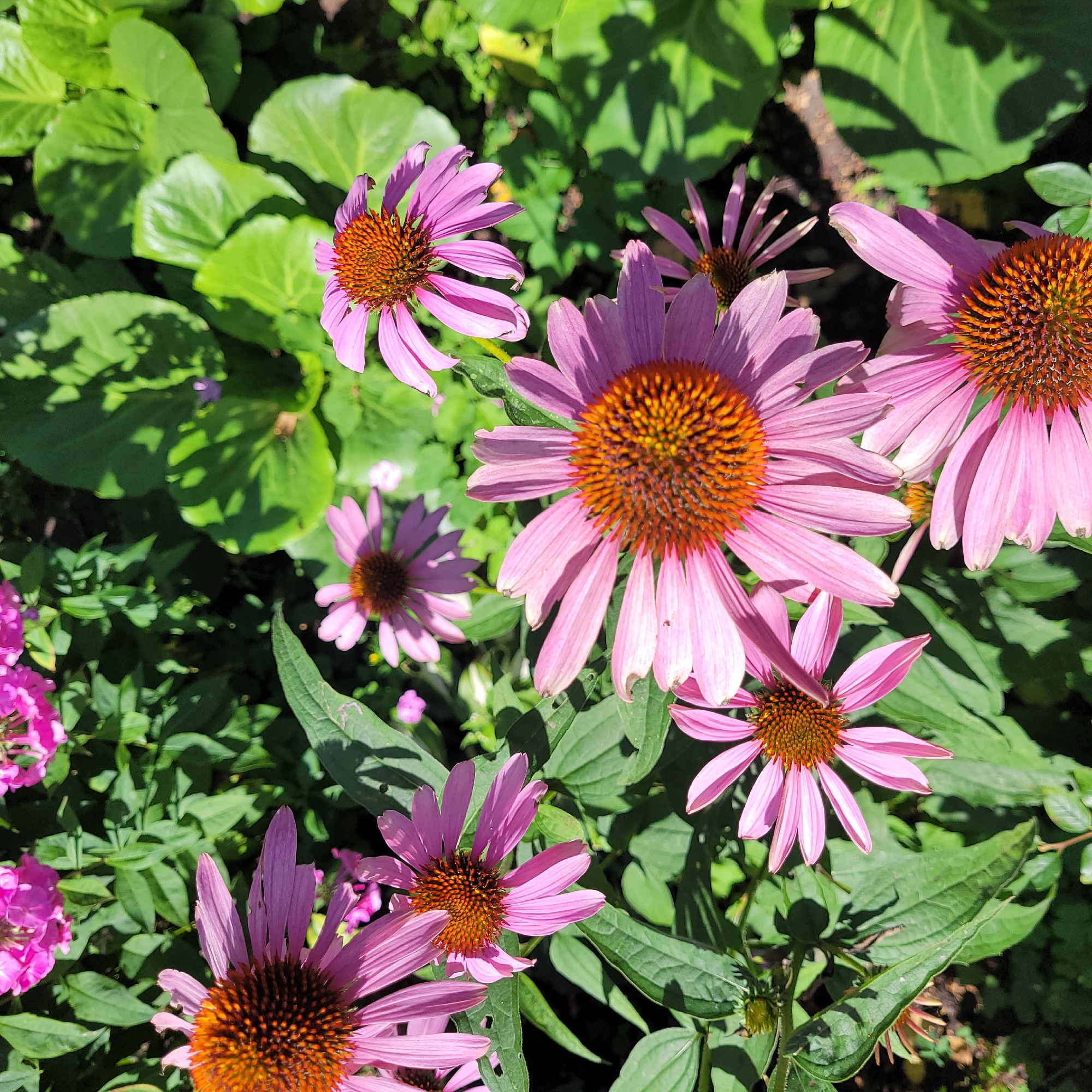 A close-up, overhead shot captures a cluster of purple coneflowers with brown centers, also known as Echinacea, basking in bright sunlight. The flowers, with their prominent spiky centers and delicate petals, are the primary focus. Some petals are slightly curled or bent, suggesting a natural, outdoor setting. Green foliage, including broad leaves and the stems of other plants, fills the background, creating a lush garden environment. The lighting suggests it is daytime, likely a sunny afternoon, casting distinct shadows on the leaves. There are no people visible in the image. The scene depicts a vibrant garden, possibly a park or private backyard, within the city of Jūrmala, Latvia, where such flora is common.