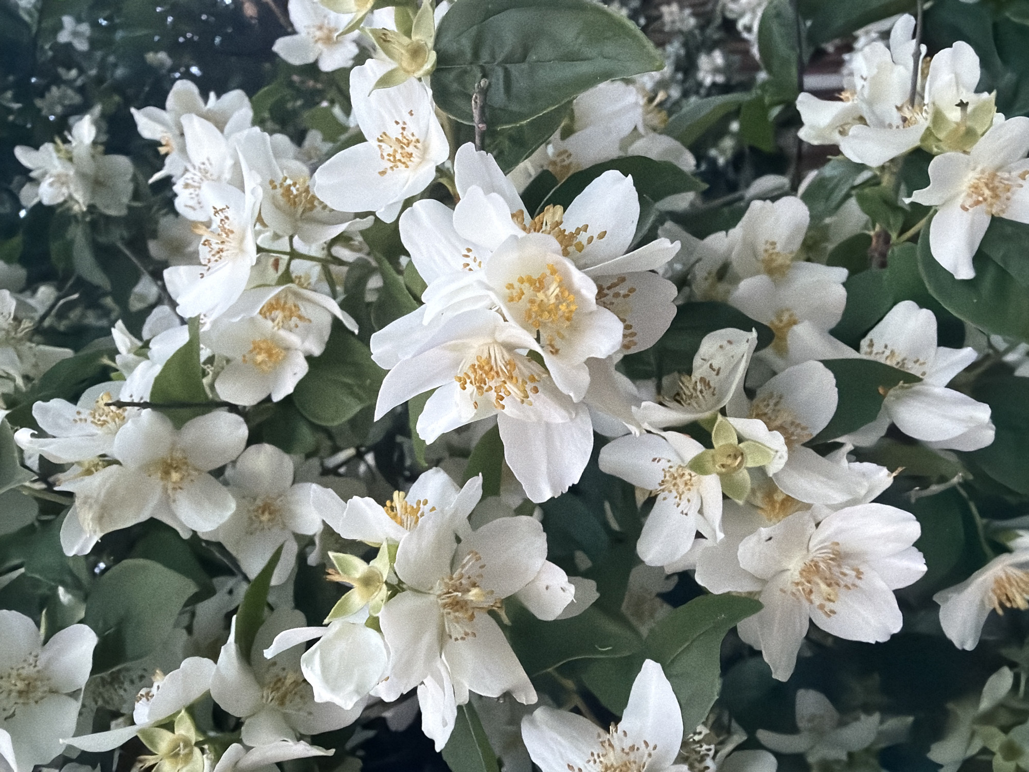 The image displays a close-up, vertical composition of a white-flowering shrub, located within the city of Maidstone, United Kingdom. The frame is filled with numerous white blossoms, each typically featuring four to five broad, ovate petals and a prominent cluster of golden-yellow to light brown stamens at its center. Multiple flowers are in full bloom, some partially overlapping, creating a dense floral arrangement. Interspersed among the blooms are dark green, ovate leaves with visible venation. Several pale green to yellowish-green flower buds or developing seed pods are also evident. The background consists of heavily blurred, darker green foliage, providing a soft, indistinct backdrop. There are no individuals, animals, or artificial structures discernible in the scene. The lighting appears diffuse and natural, highlighting the white petals without casting distinct shadows.