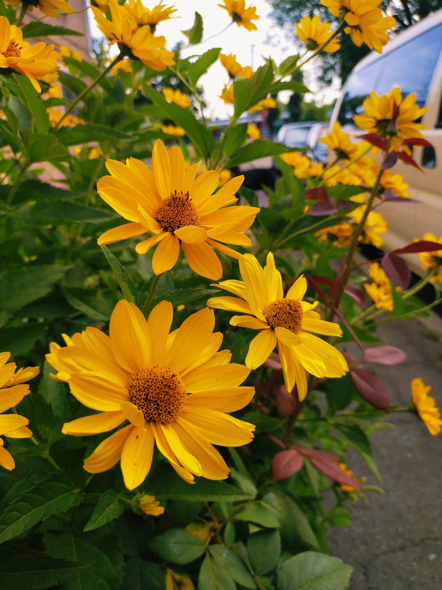 A medium shot captures a cluster of bright yellow flowers with brown centers, likely Black-eyed Susans, in bloom. The flowers are in the foreground and fill most of the frame. Their petals are slender and pointed, radiating outwards. Lush green leaves surround the flowers, some with a reddish-purple hue. In the background, a portion of a light-colored vehicle, possibly a van or SUV, is visible on the right, with its side and rear window showing. The environment appears to be an urban setting, given the presence of the vehicle and what looks like a paved surface or sidewalk in the lower right corner. The lighting suggests it is daytime, possibly late afternoon or early morning due to the soft light and shadows. The focus is on the flowers, with the background slightly blurred, creating a sense of depth. The scene evokes a natural element thriving amidst an urban landscape, potentially on the side of a street or in a garden area in the city of Horishni Plavni, Ukraine.