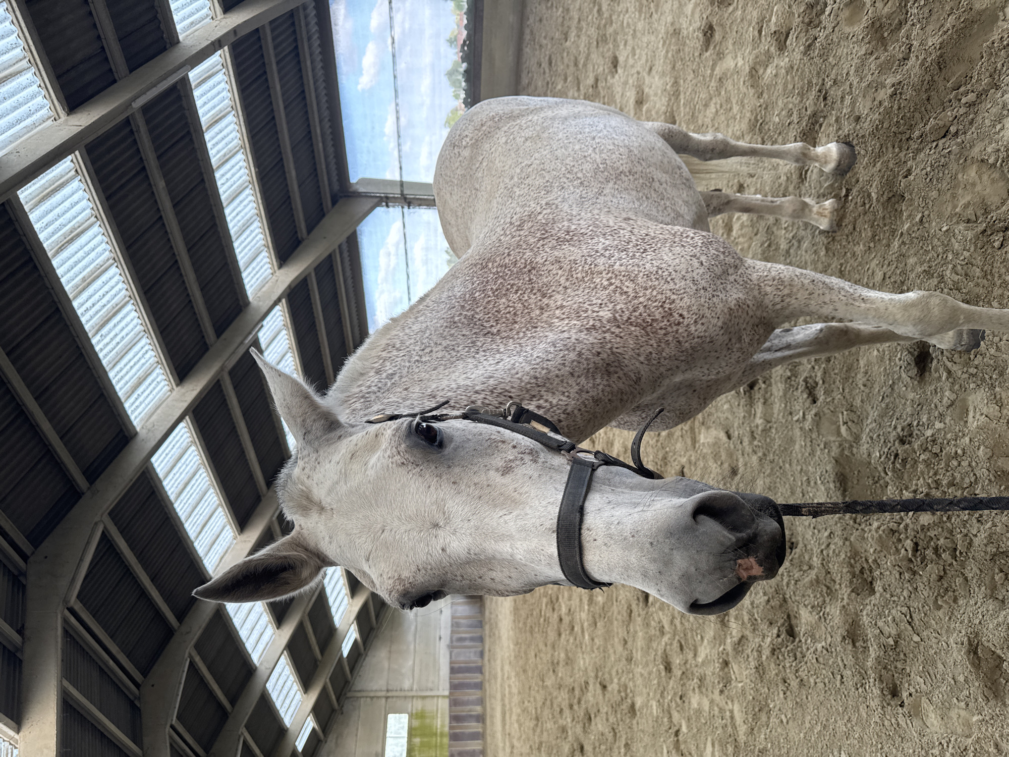 A dappled grey horse stands in a sandy indoor riding arena. The horse is facing the camera, with its head slightly lowered and turned to the left. The horse is wearing a black halter and lead rope. The arena is covered by a large, industrial-style roof with translucent panels that allow natural light to enter. The background shows a stable wall and a glimpse of the sky and trees through large openings in the arena structure. The image appears to have been taken at the stables of the "Écuries des Chateaux" in Estaimpuis, Belgium, given the visual similarities to the facility.