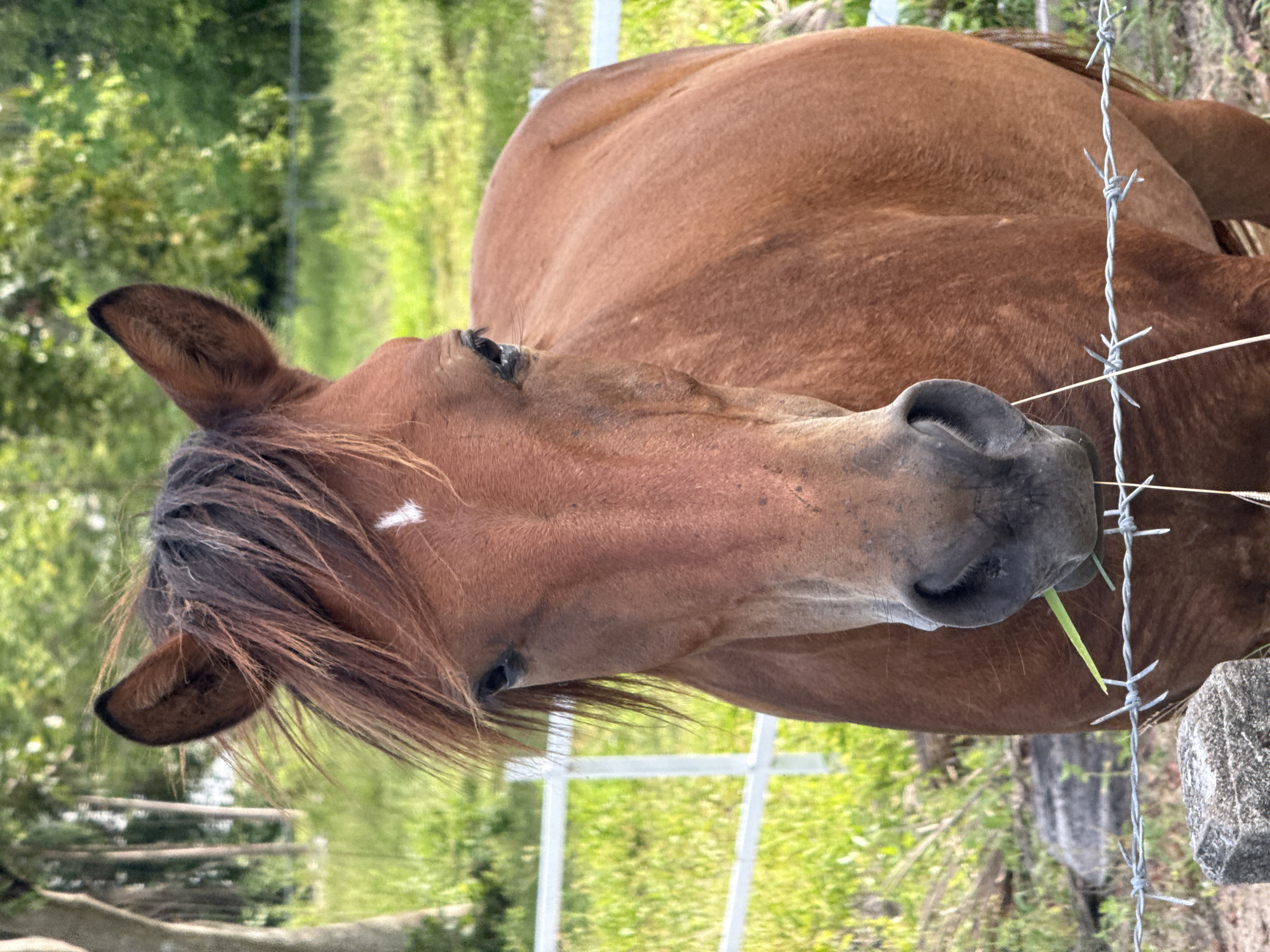 A medium shot photograph captures the head and upper body of a brown horse. The horse is standing outdoors, in what appears to be a rural or semi-rural setting, possibly a paddock or field. It is facing directly towards the camera, with its mouth lowered and chewing on some green grass. A barbed wire fence is visible in the foreground, positioned in front of the horse. Behind the horse, a white fence runs horizontally across the frame, with a backdrop of green grass and trees. The lighting suggests it is daytime, likely with soft, natural light. The horse has a small white marking on its forehead, and its mane is dark brown and somewhat windswept. The overall environment suggests a peaceful, natural scene. This setting is consistent with many areas on Ko Samui, Thailand, which feature agricultural land and open spaces where horses might be kept.